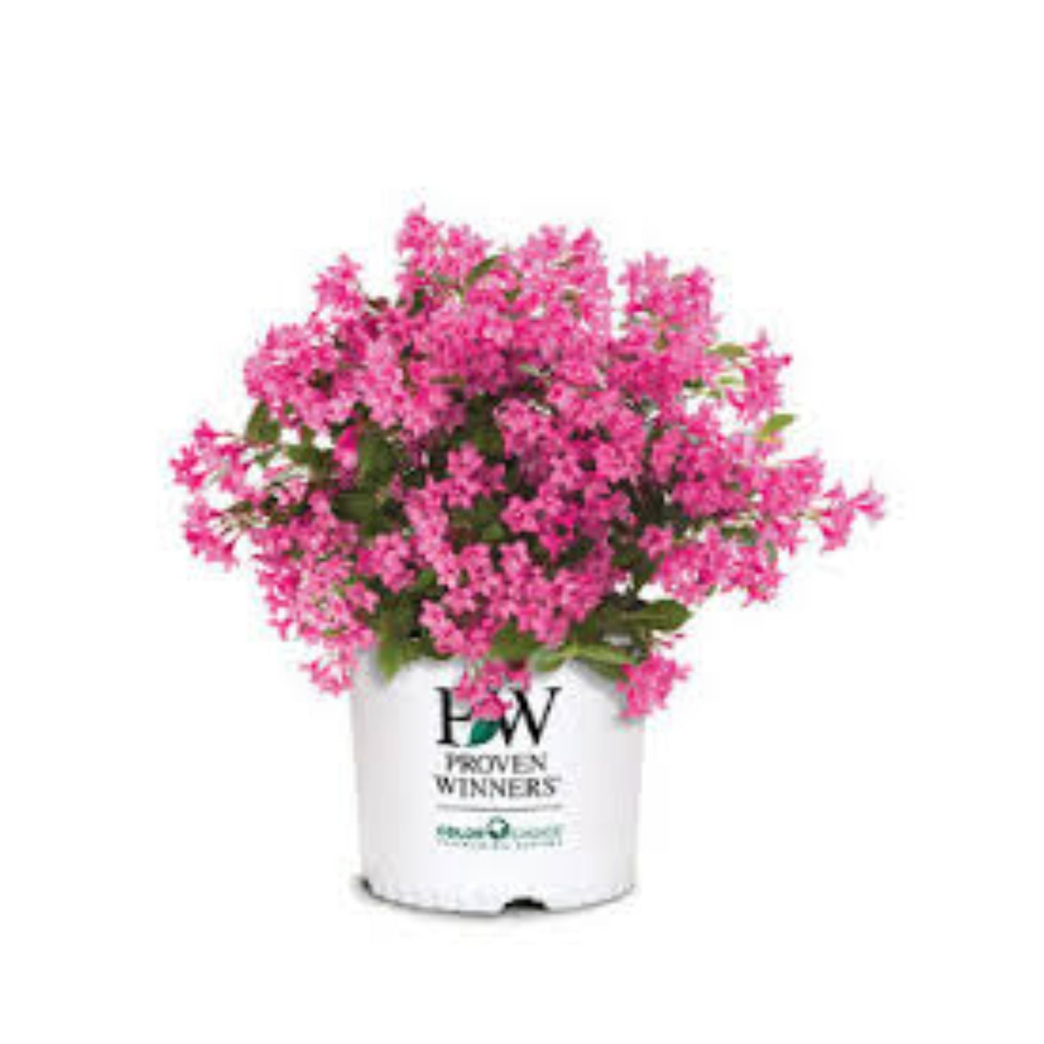 Anemone hybrid 'Curtain Call Pink' PP30739 - #1