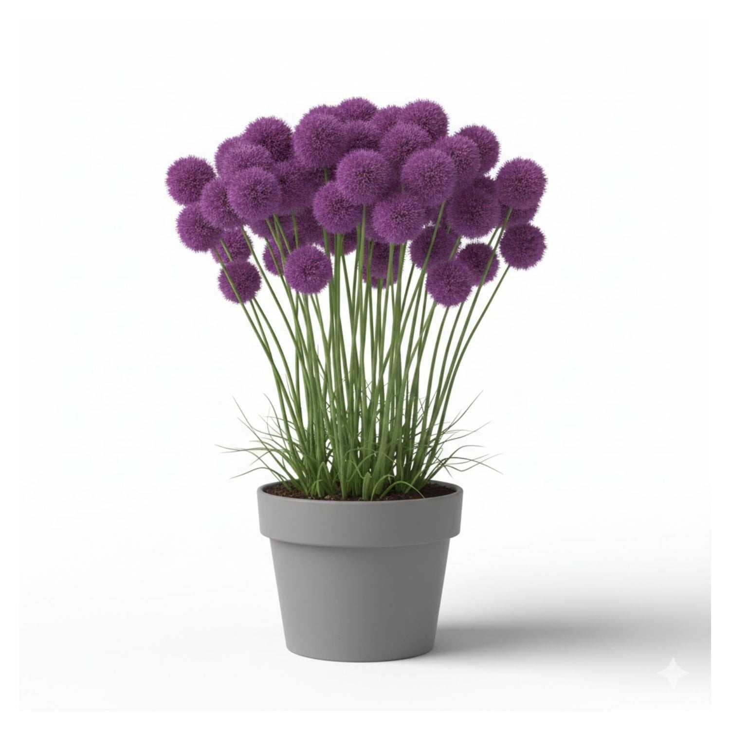 Allium hybrid Glitterbug® Humble Bumble® (Nonelbmu) - #1