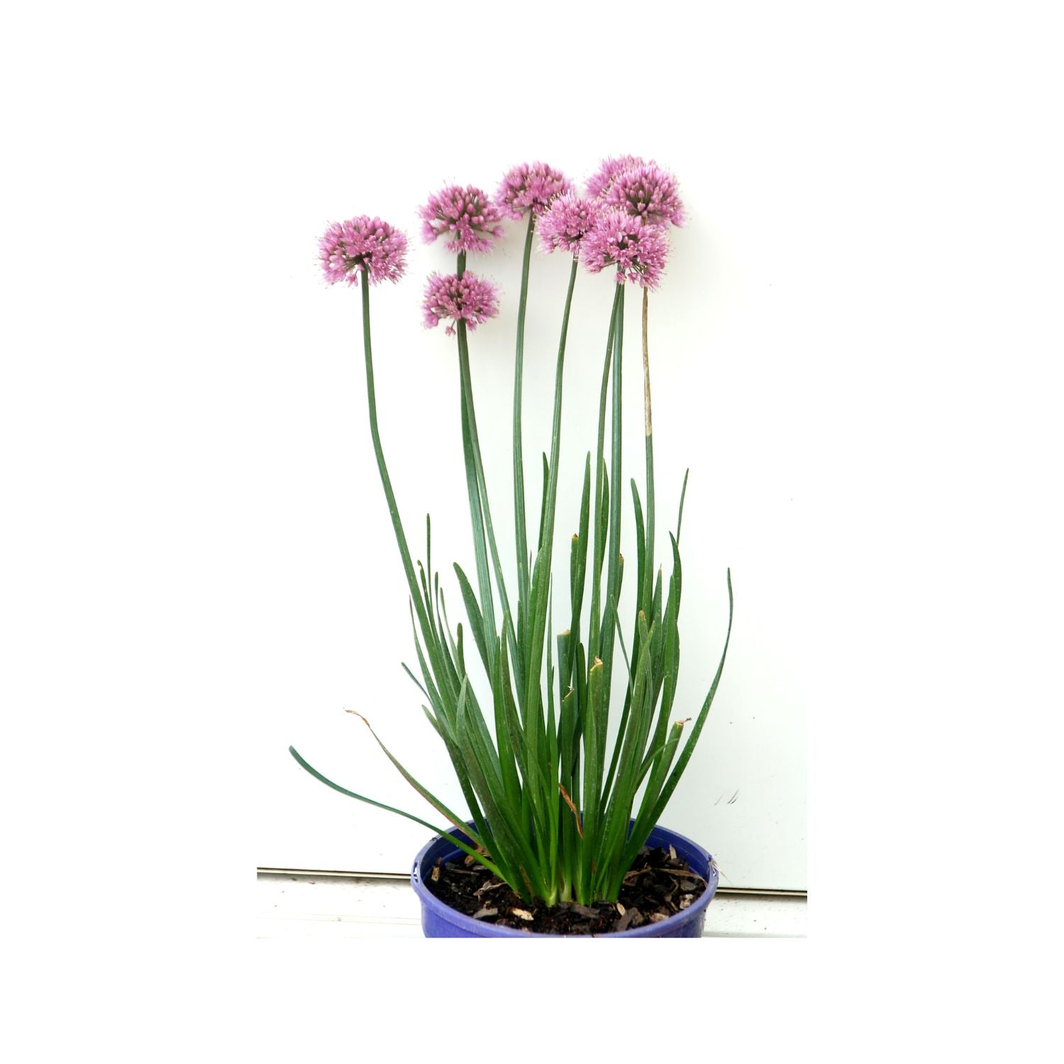 Allium hybrid 'Windy City' PP28100 - #1