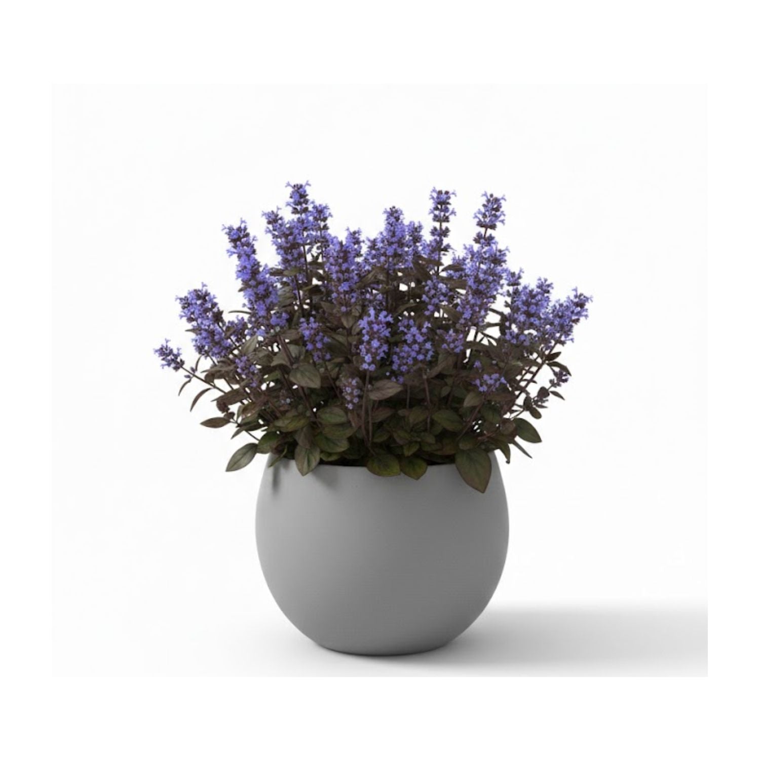 Ajuga tenorii Chocolate Chip ('Valfredda') - #2