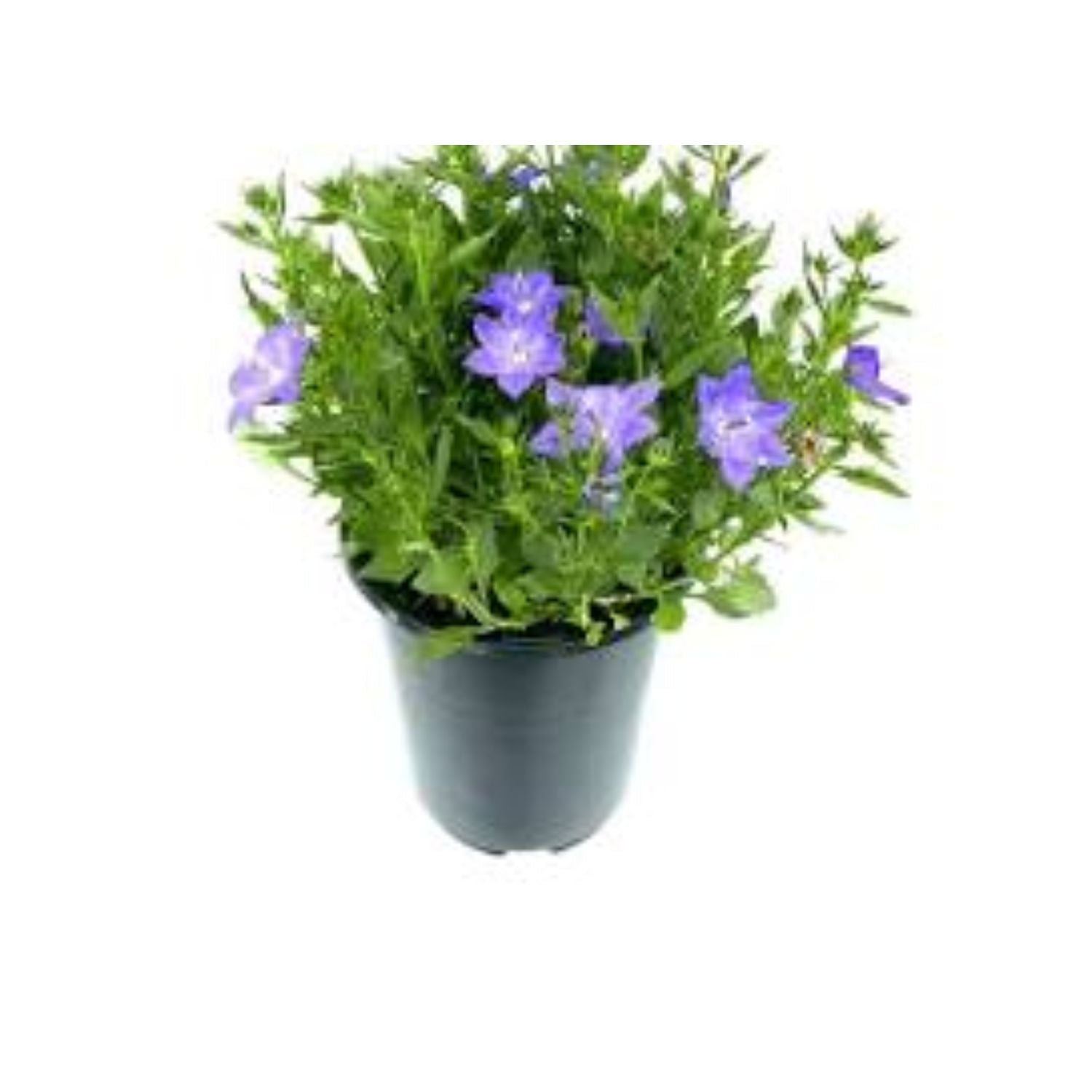 Campanula hybrid Cariboo™ 'Forte Blue' - #1