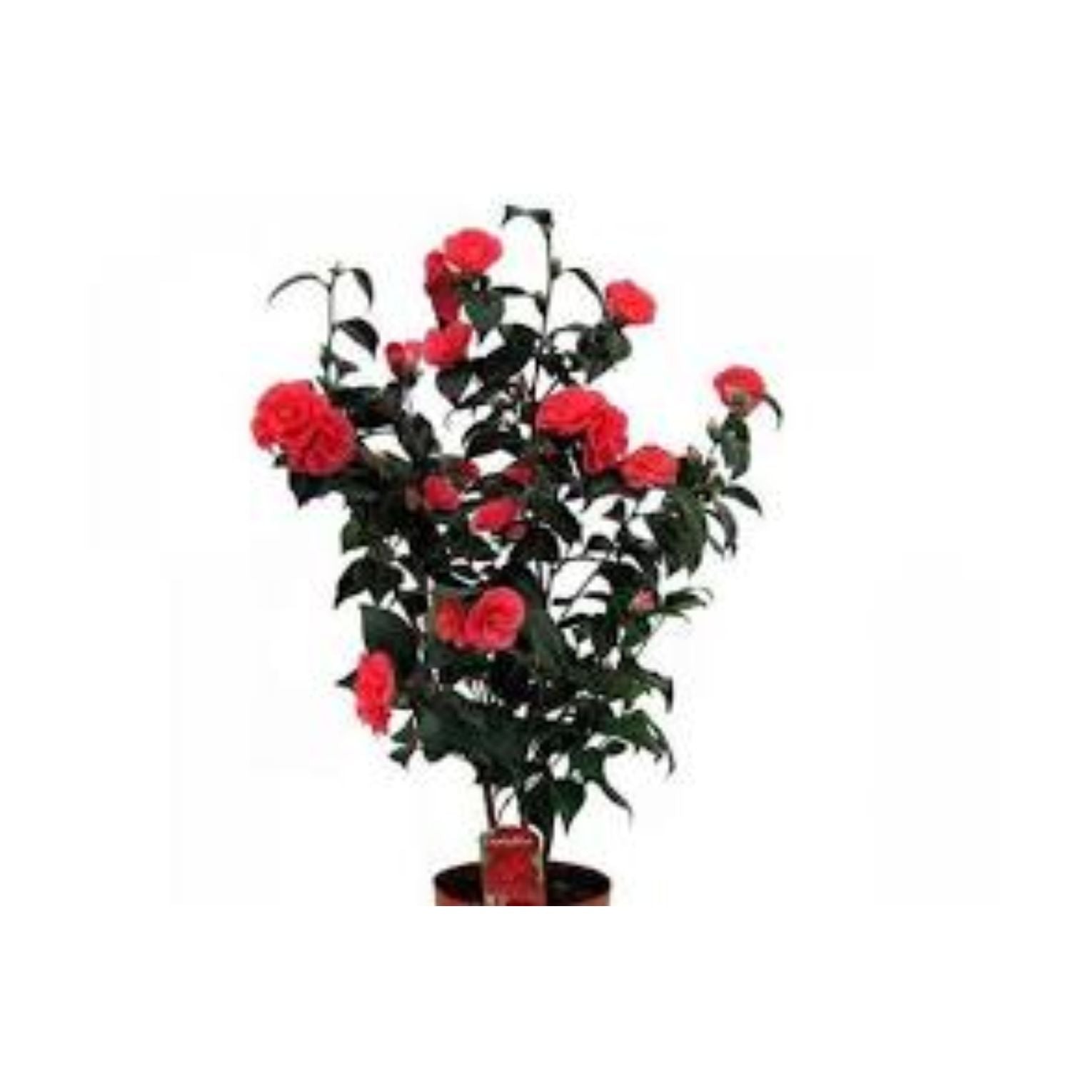 Camellia japonica 'Kramer's Beauty' - #5