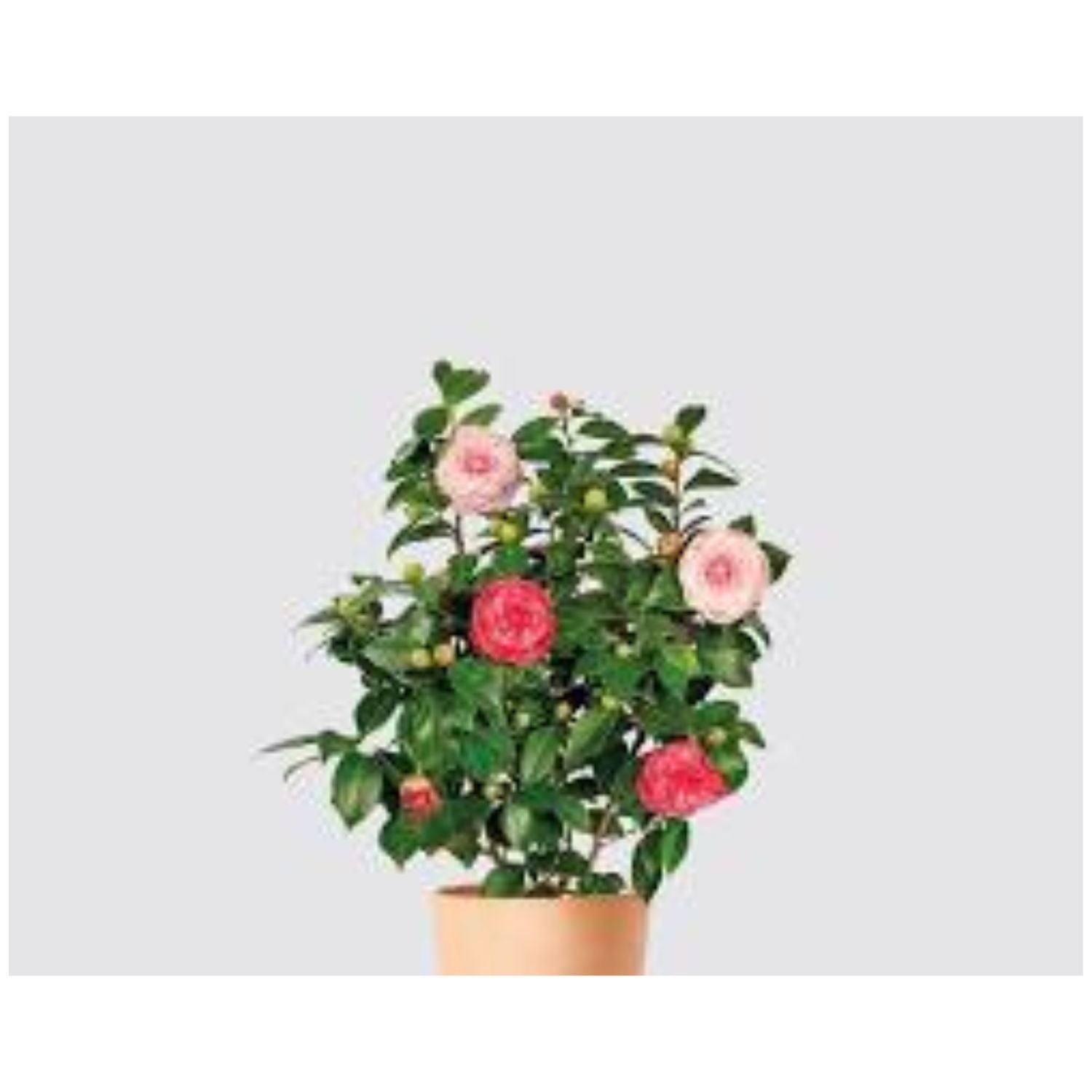 Camellia japonica 'Arctic Rose' - #5