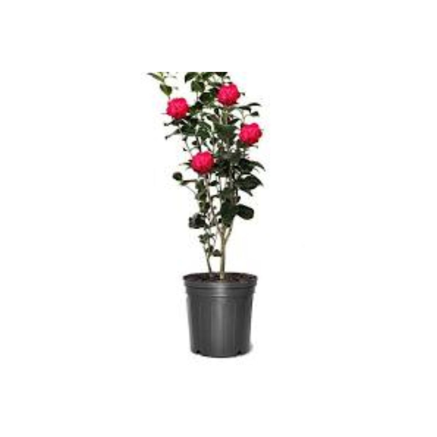 Camellia japonica 'April Kiss' - #5