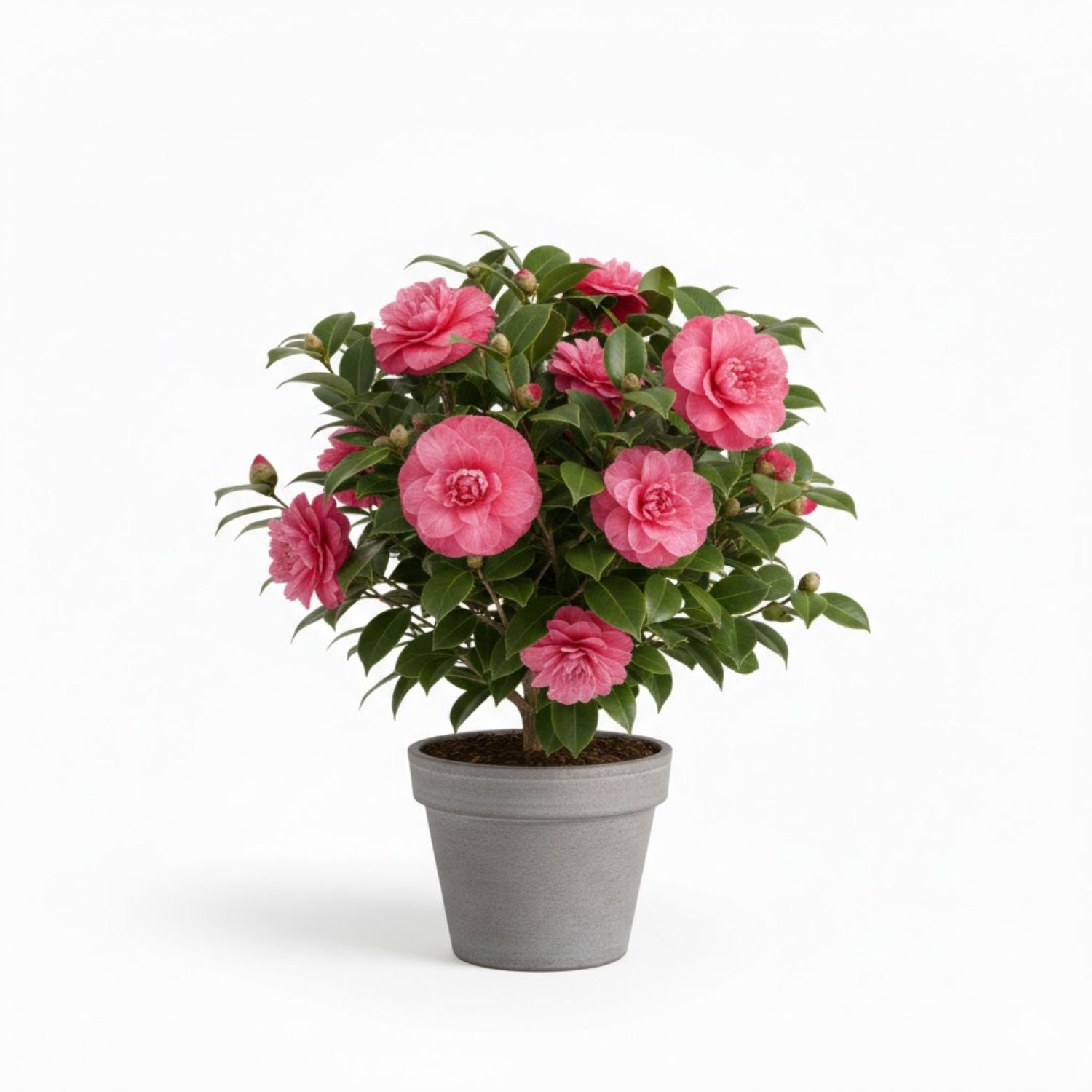 Camellia japonica 'April Blush' - #5