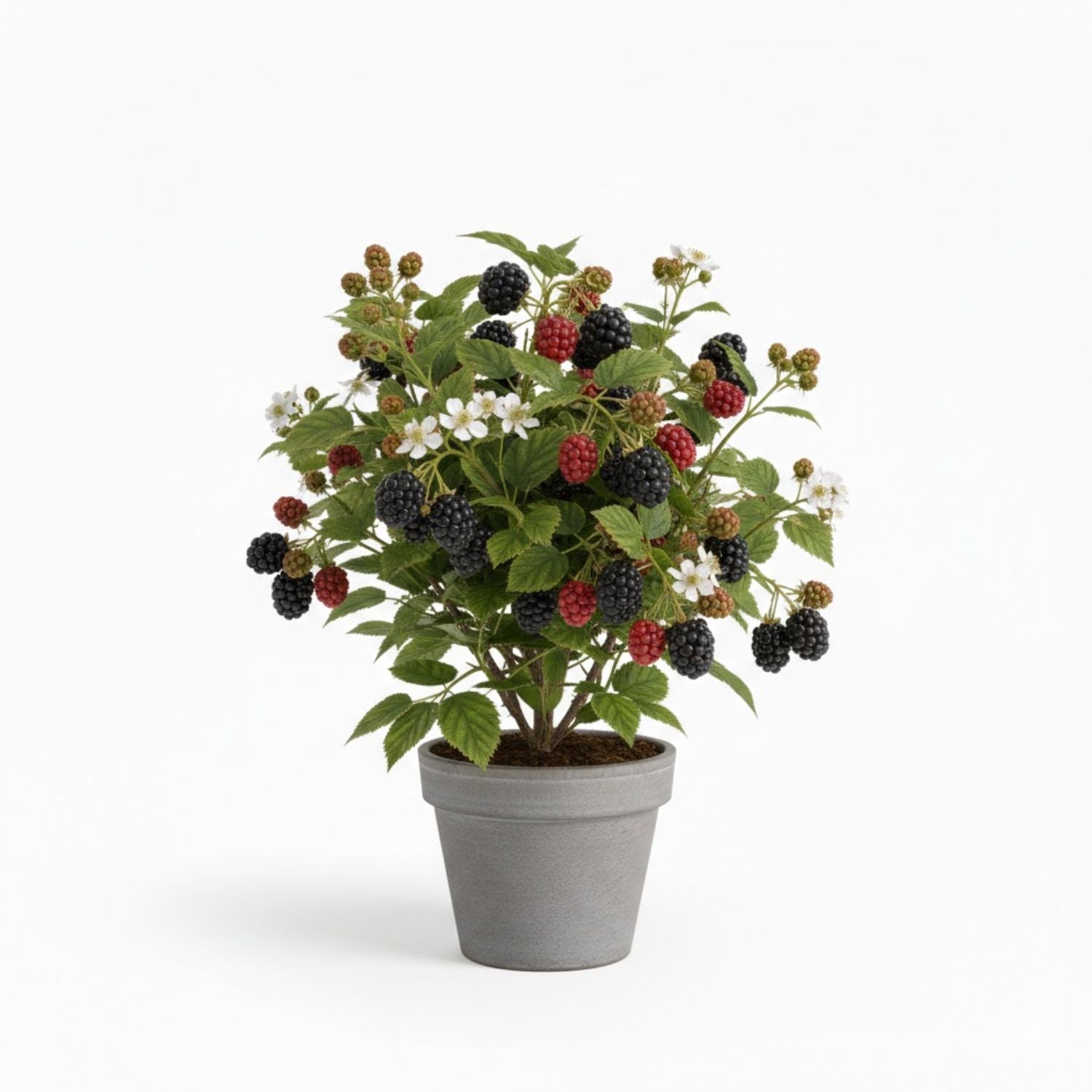Blackberry 'Marionberry' - #1