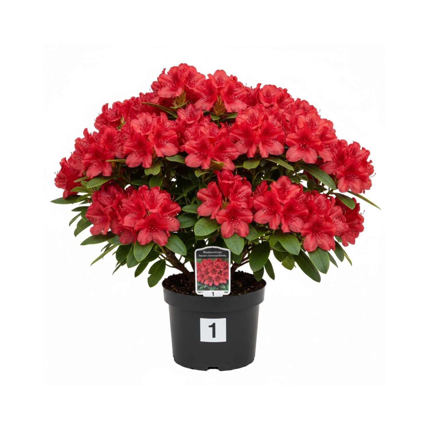 Rhododendron 'Pearce's American Beauty' - #1