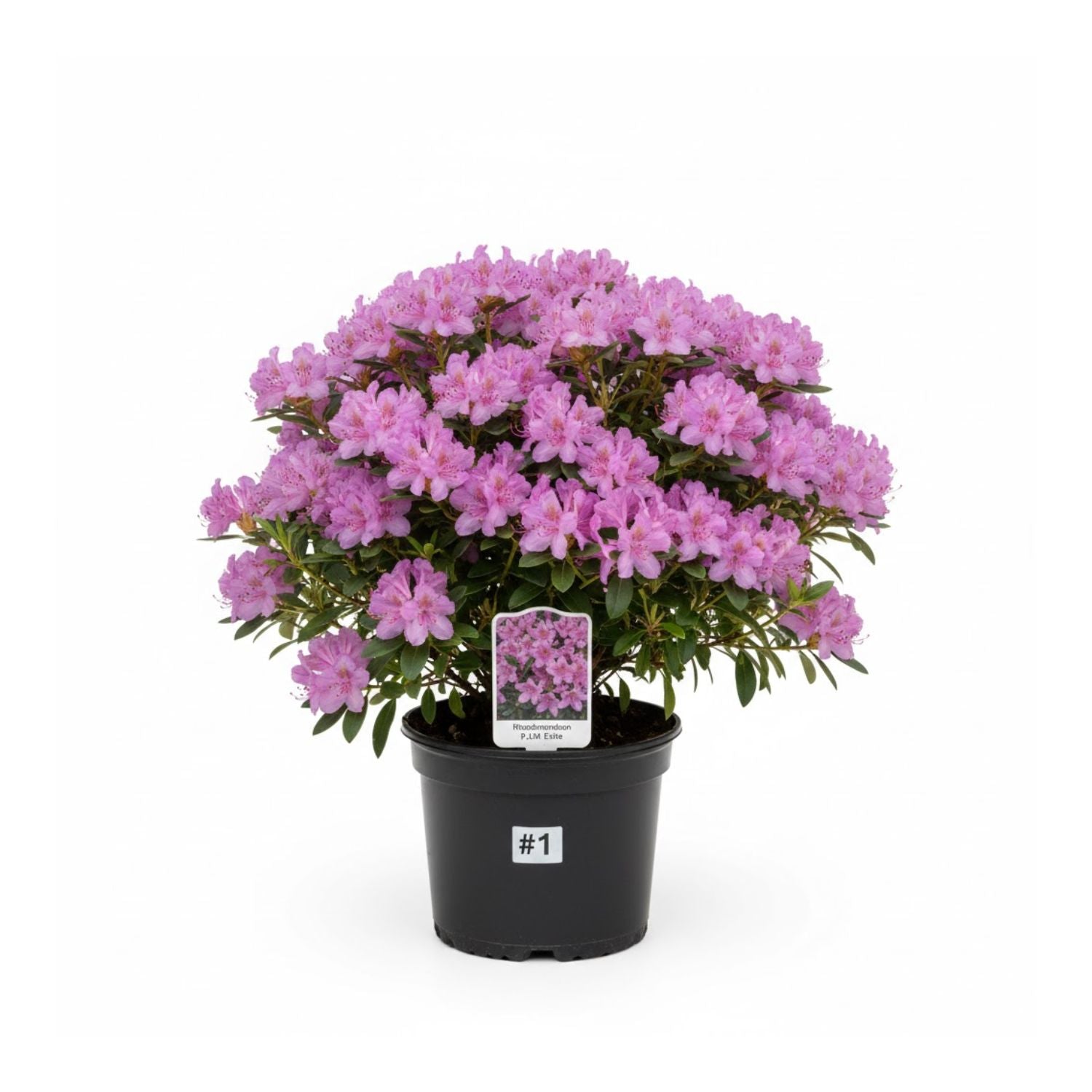Rhododendron 'P.J. Mezitt Elite' - #1