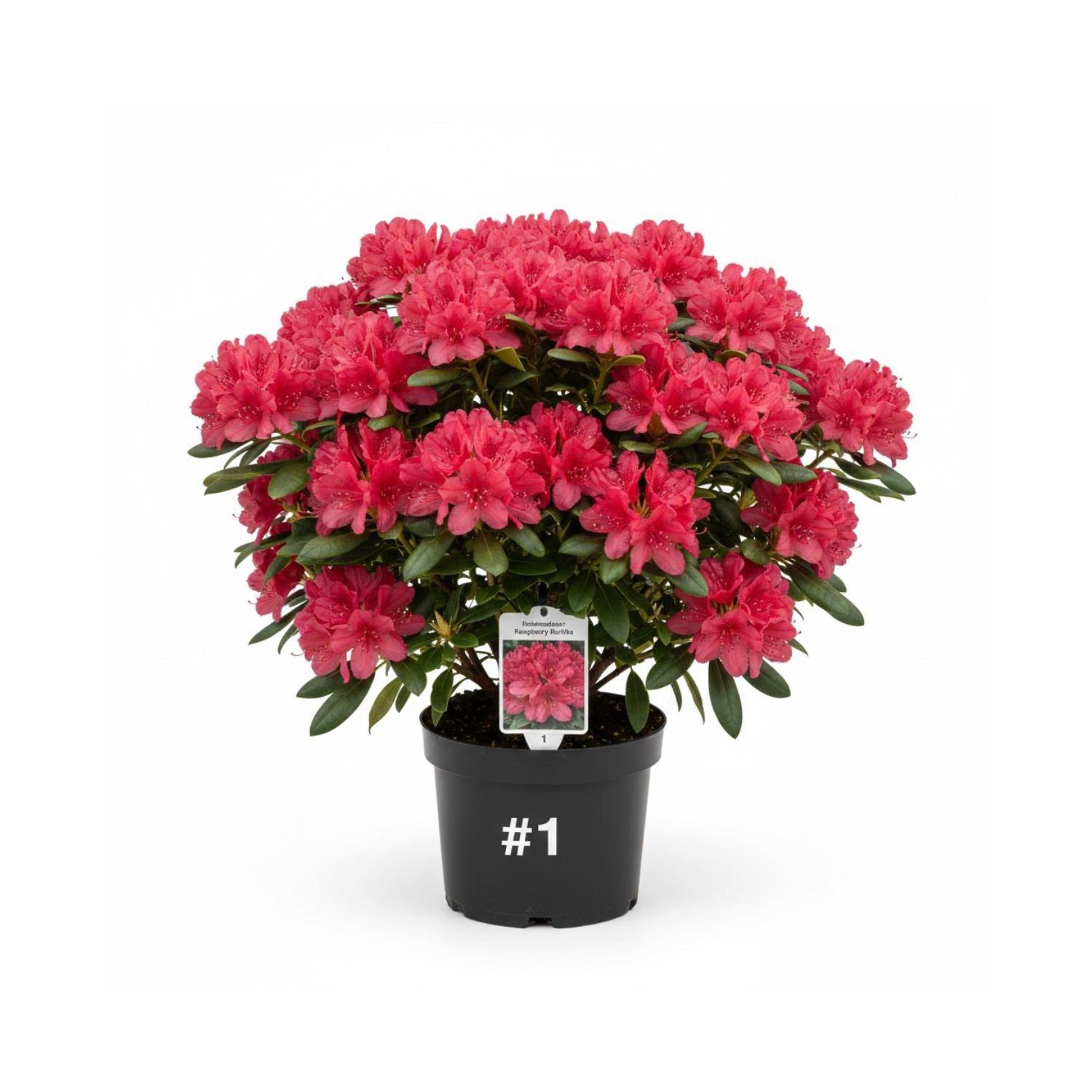 Rhododendron Holden’s® Raspberry Ruffles - #1
