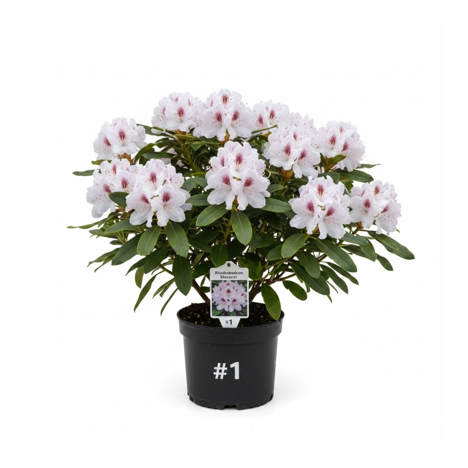 Rhododendron 'Maxecat' - #1