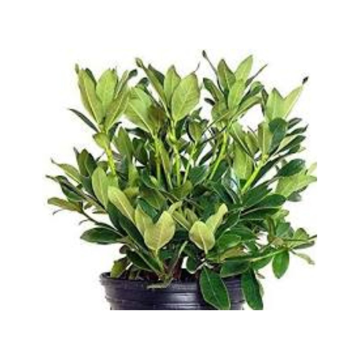 Rhododendron 'Kimbeth' - #3
