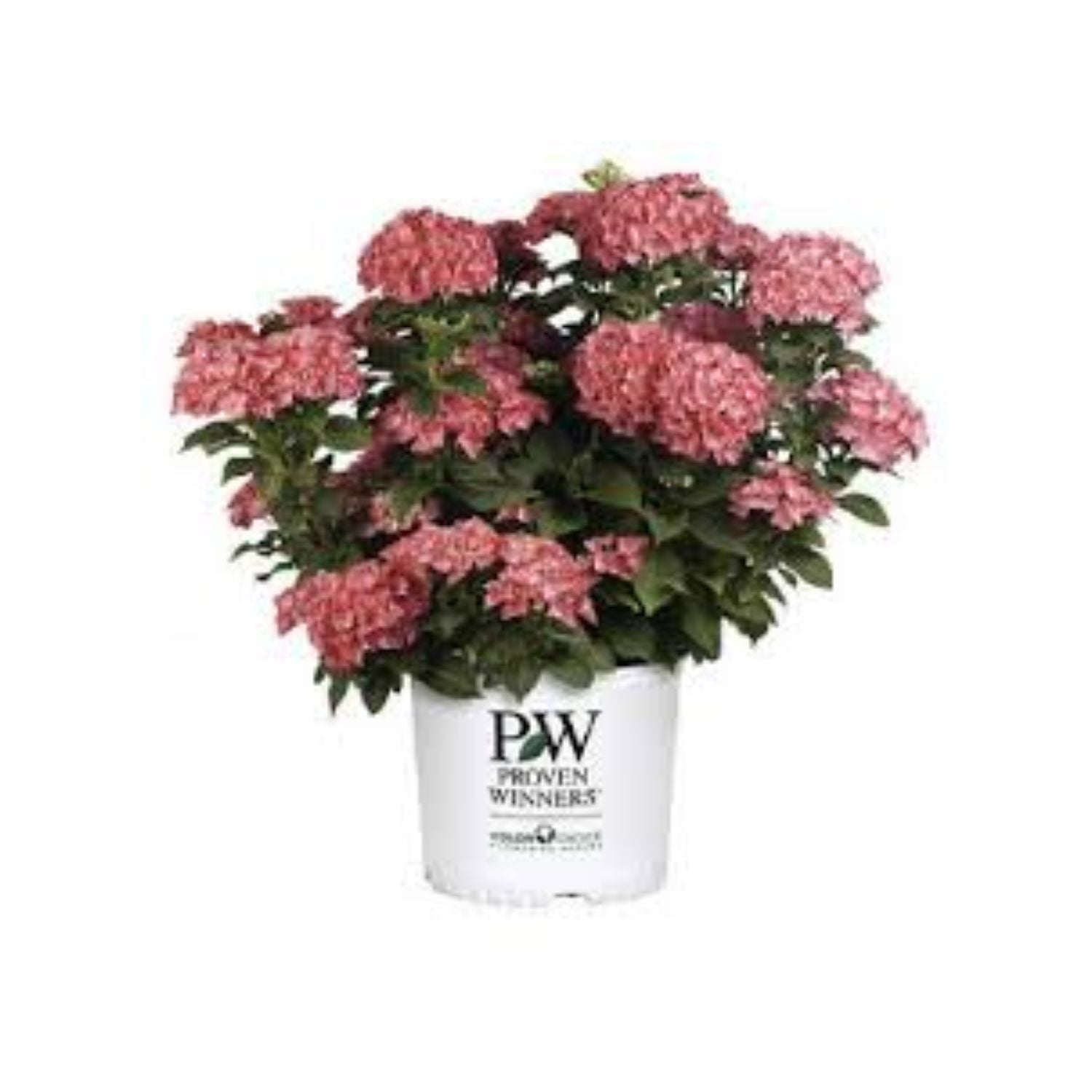 Rhododendron 'Holden' - #1