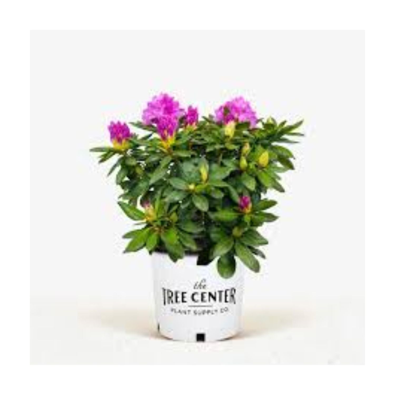 Rhododendron 'English Roseum' - #2