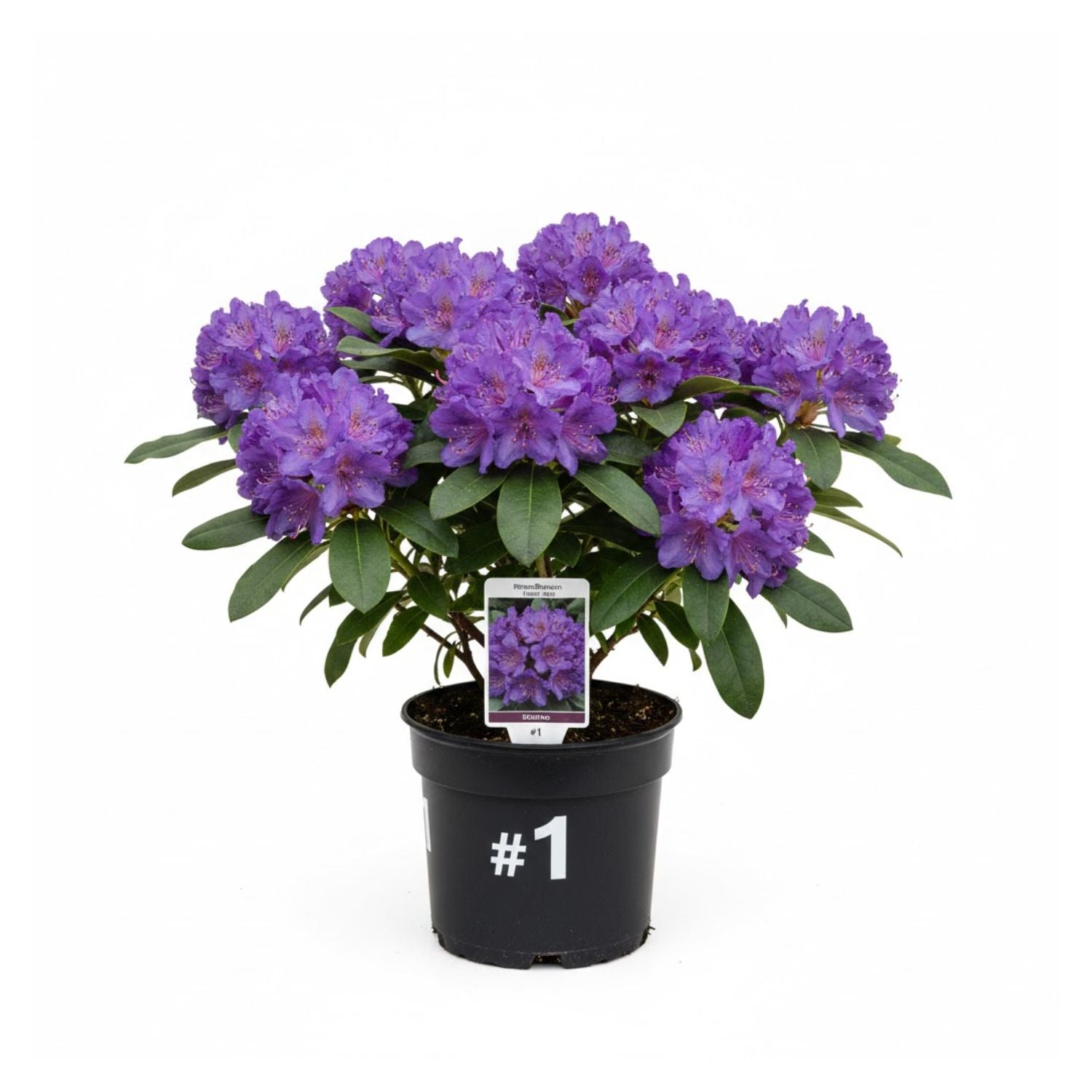Rhododendron 'Edith Bosley' - #1