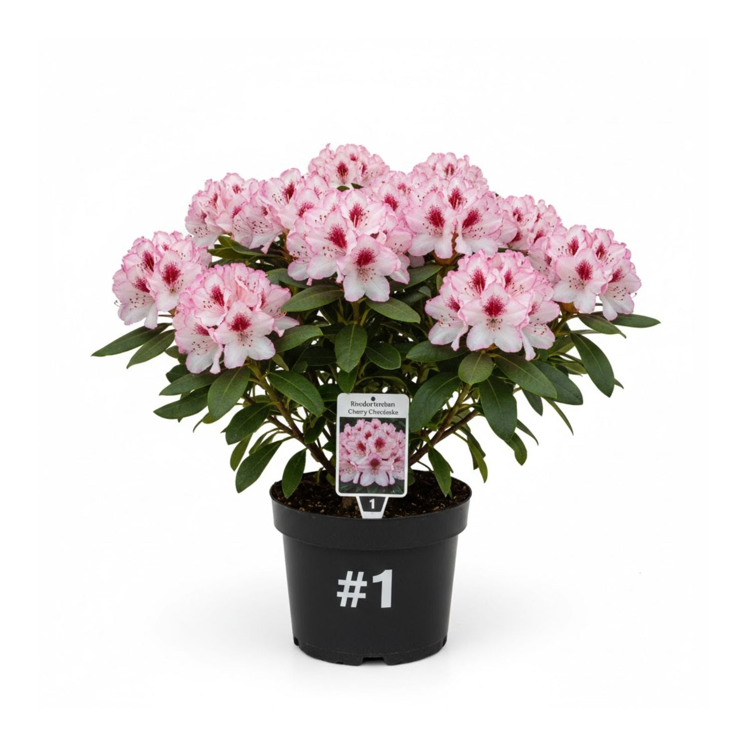 Rhododendron 'Cherry Cheesecake' - #1