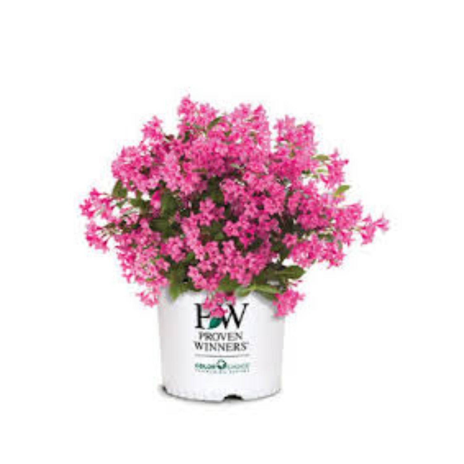 Rhododendron 'Cherry Cheesecake' - #2