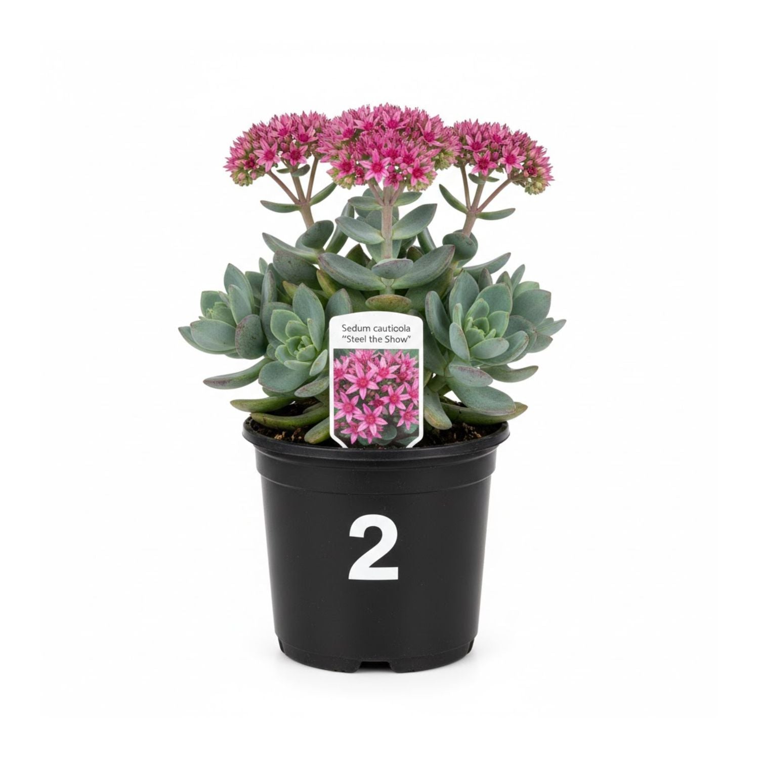Sedum cauticola 'Steel the Show' - #2
