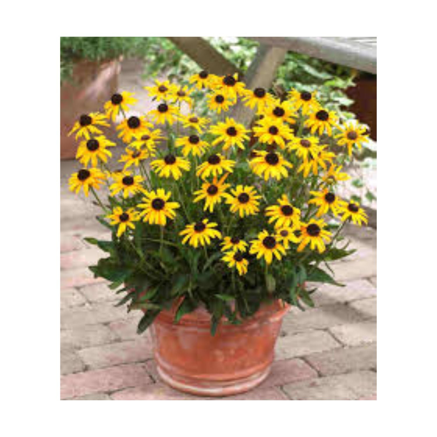 Rudbeckia fulgida Viette's Little Suzy - #1