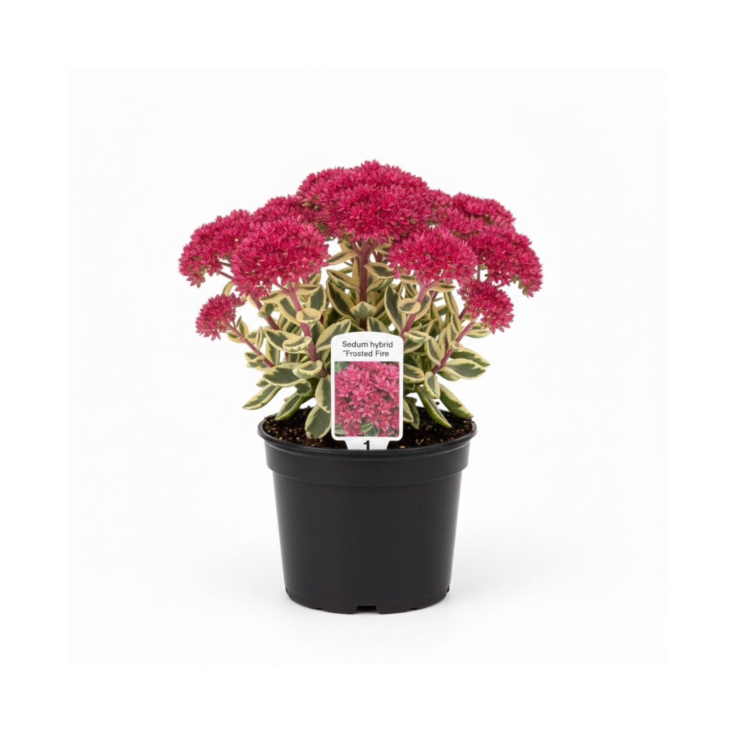 Sedum hybrid 'Frosted Fire' - #1