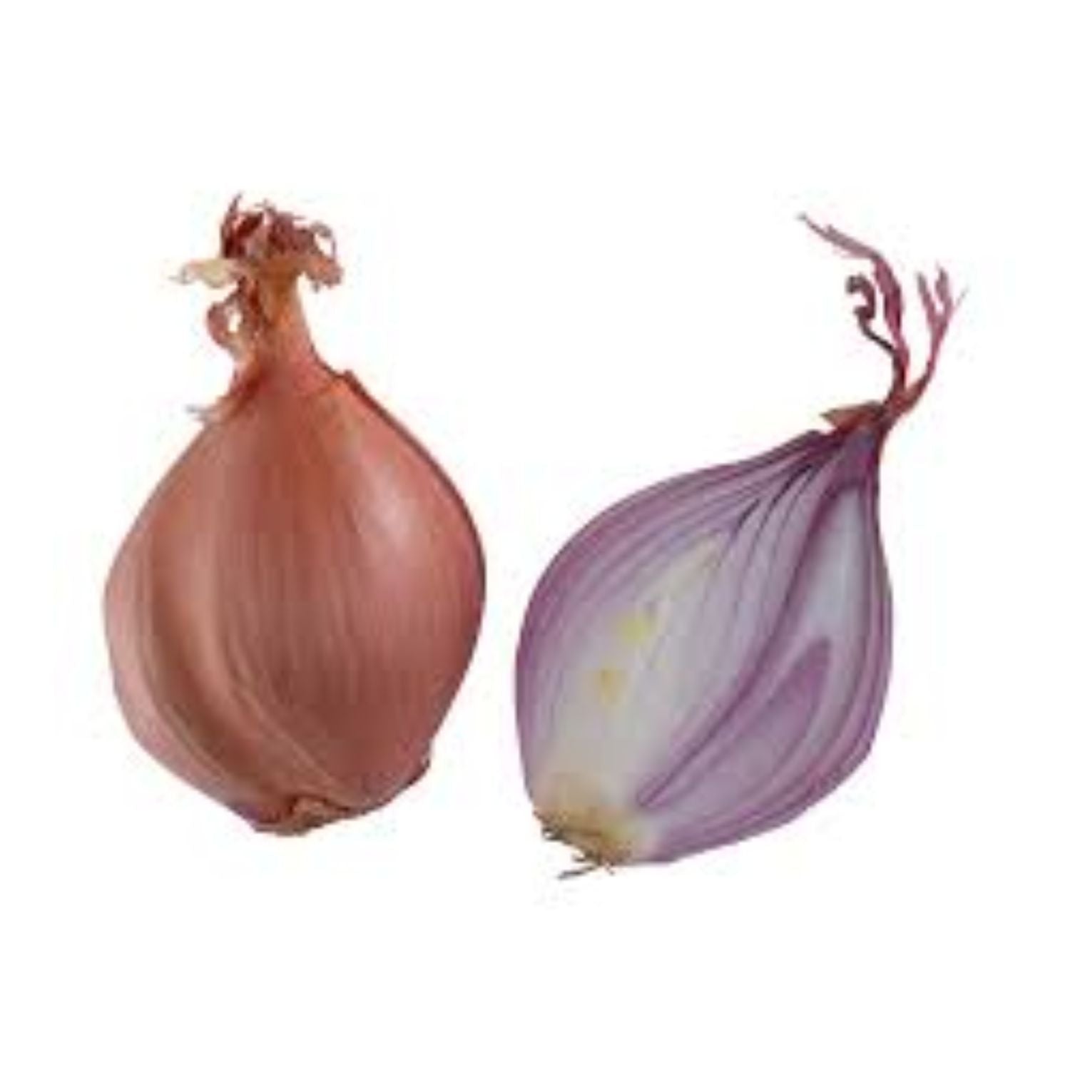 Shallot