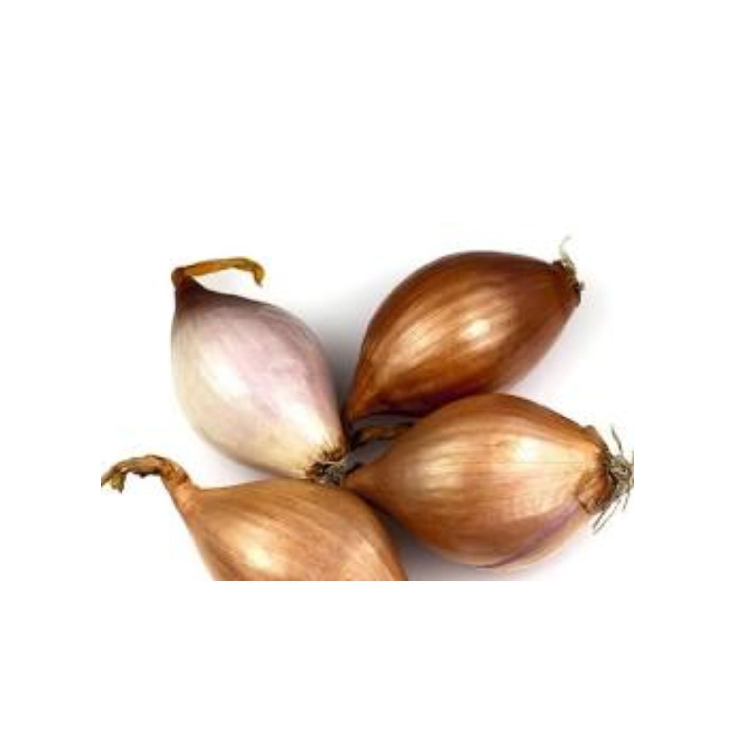 Shallot 5LB