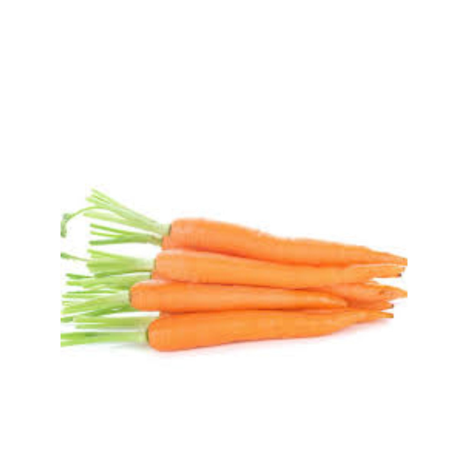 Carrot Jbo