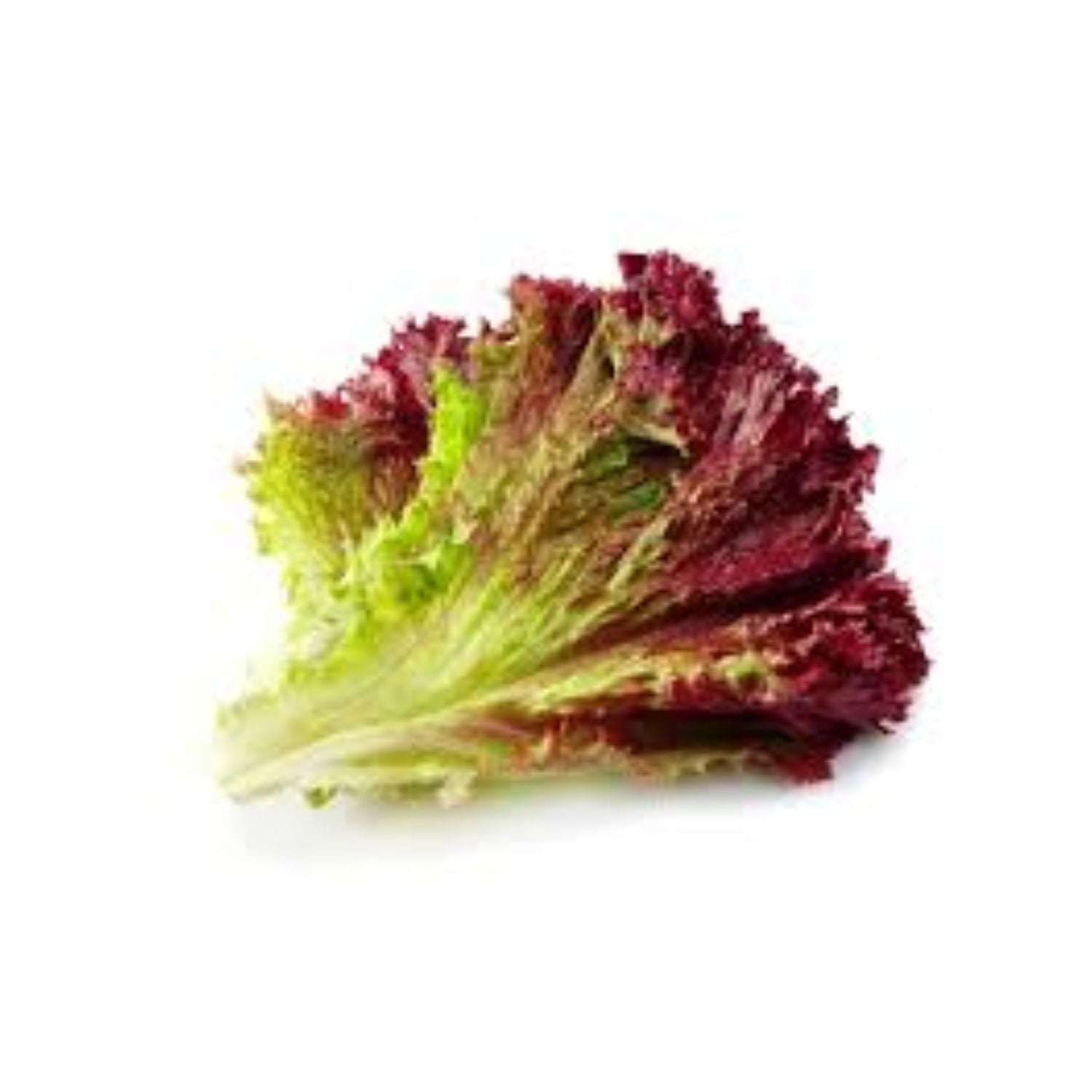 Lettuce Red Leaf