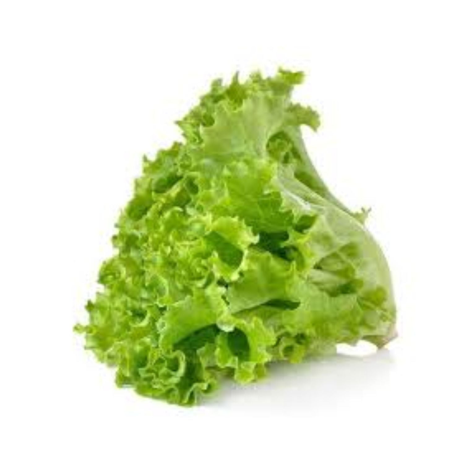 Lettuce Green Leaf