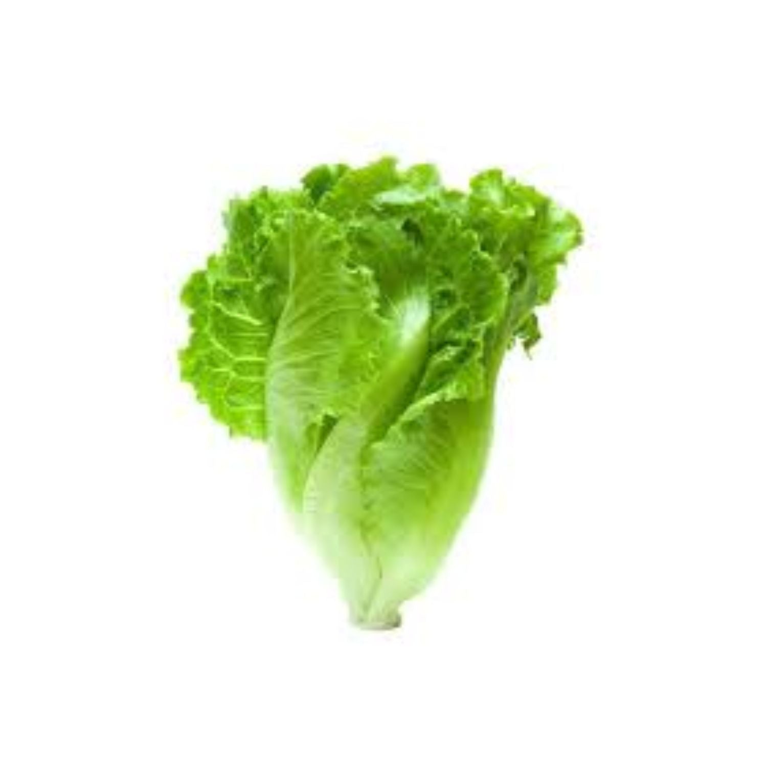 Lettuce Romaine