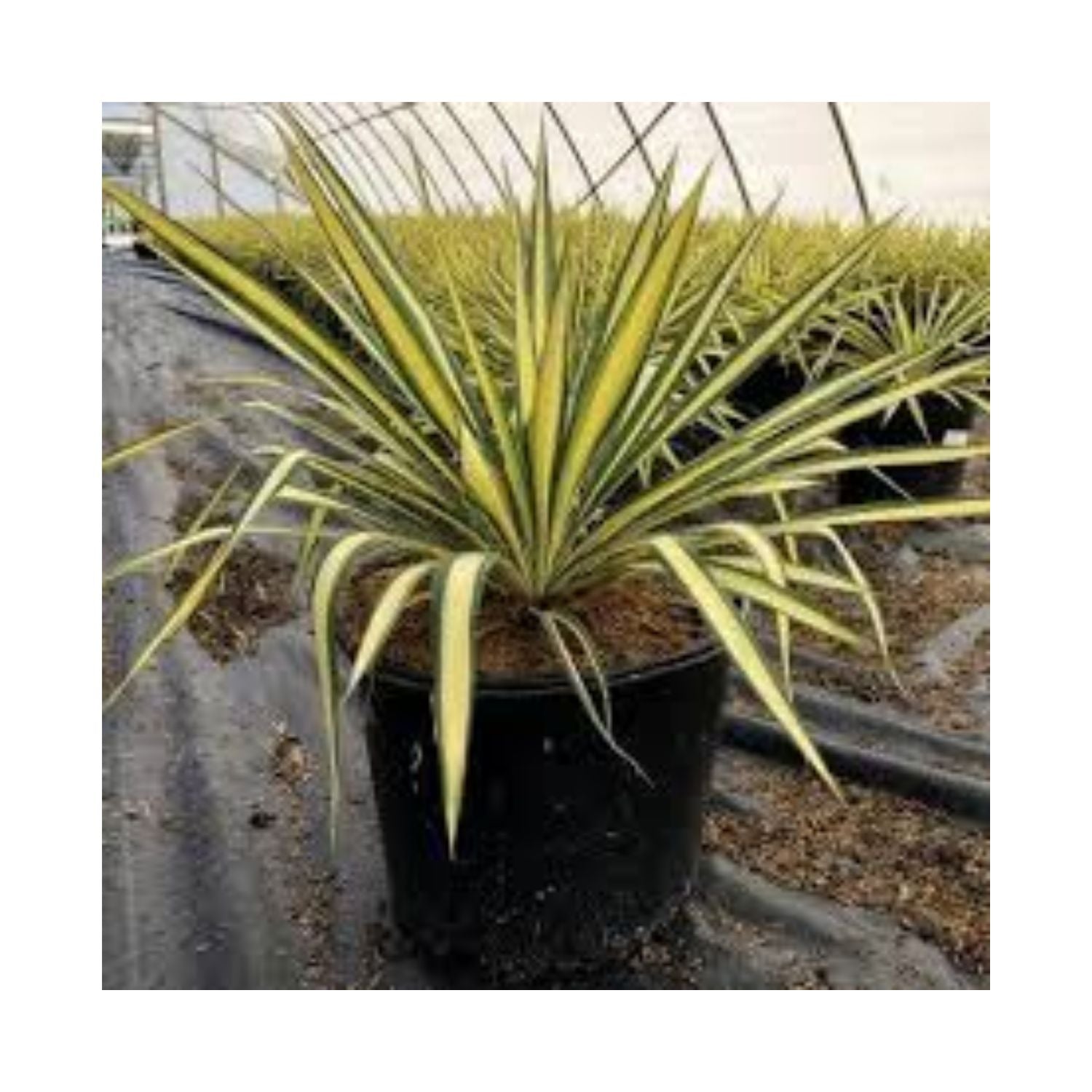 Yucca filamentosa 'Color Guard' - #2