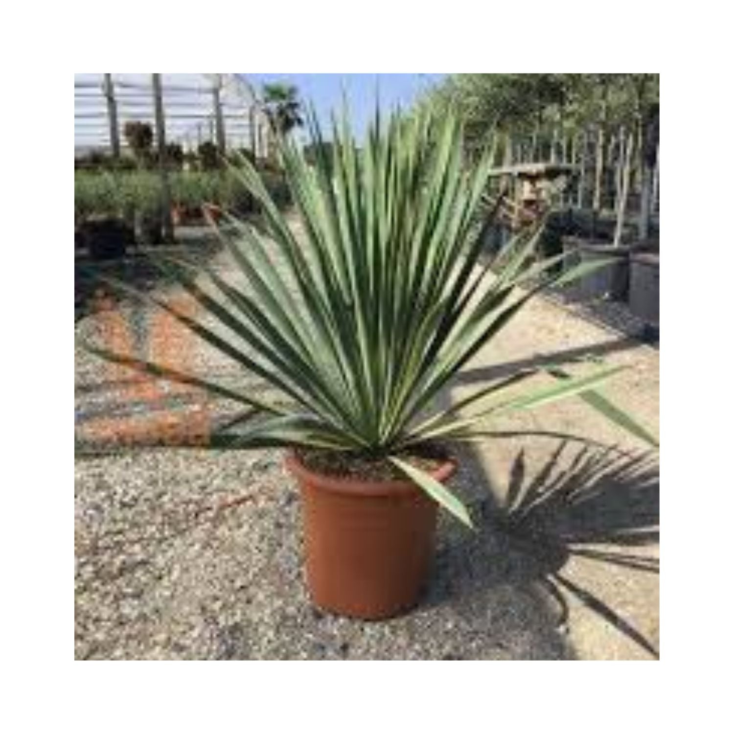 Yucca filamentosa 'Bright Edge' - #5