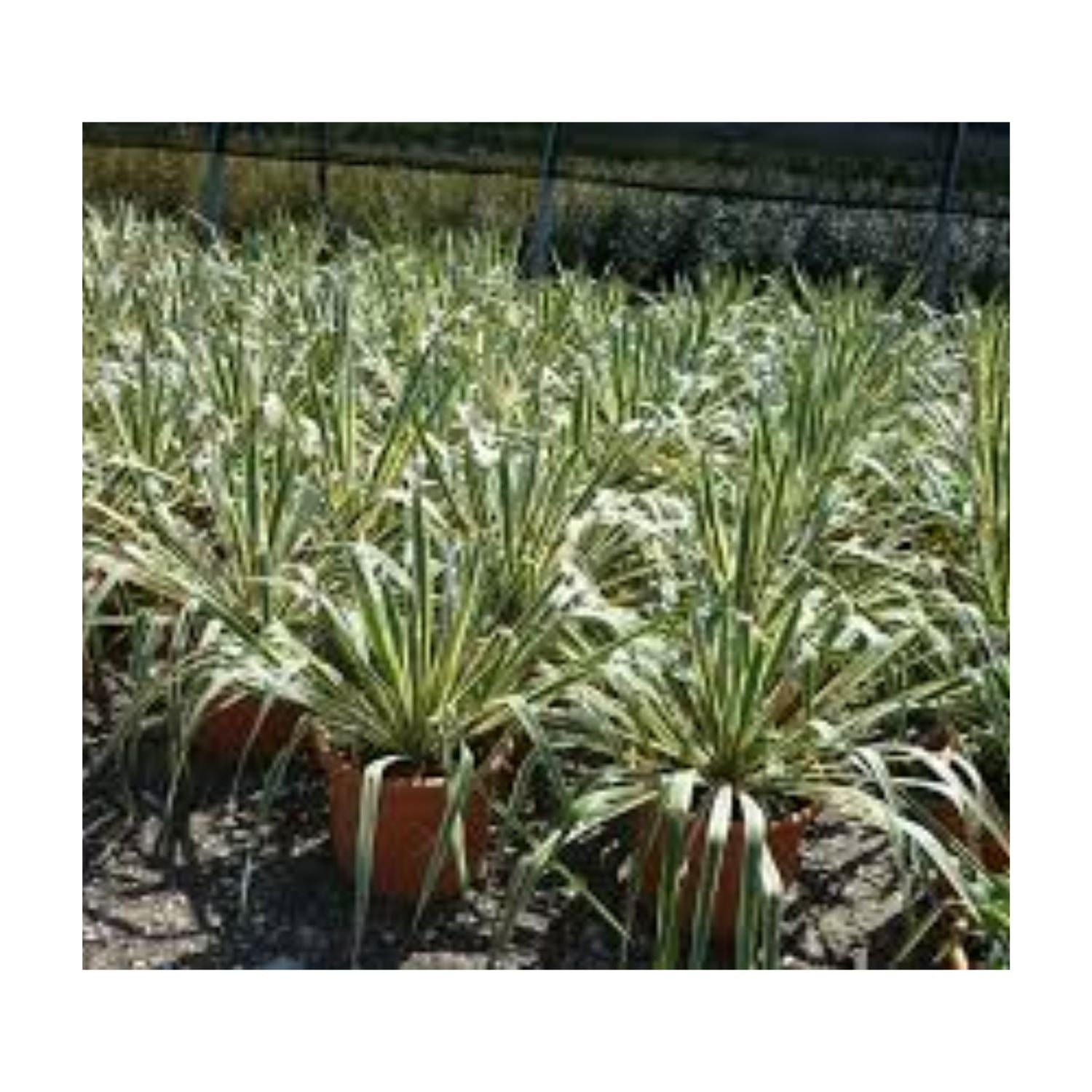 Yucca filamentosa 'Bright Edge' - #1