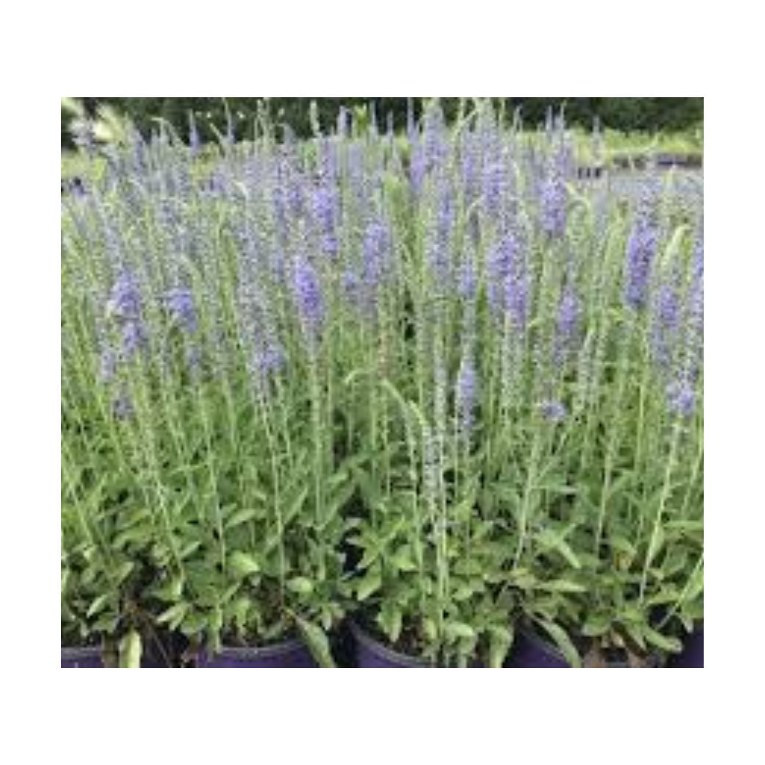 Veronica hybrid 'Kiss the Sky' - #2