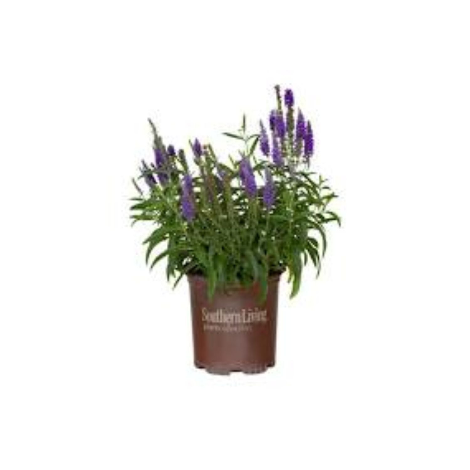 Veronica 'Moody Blues Dark Blue' - #1