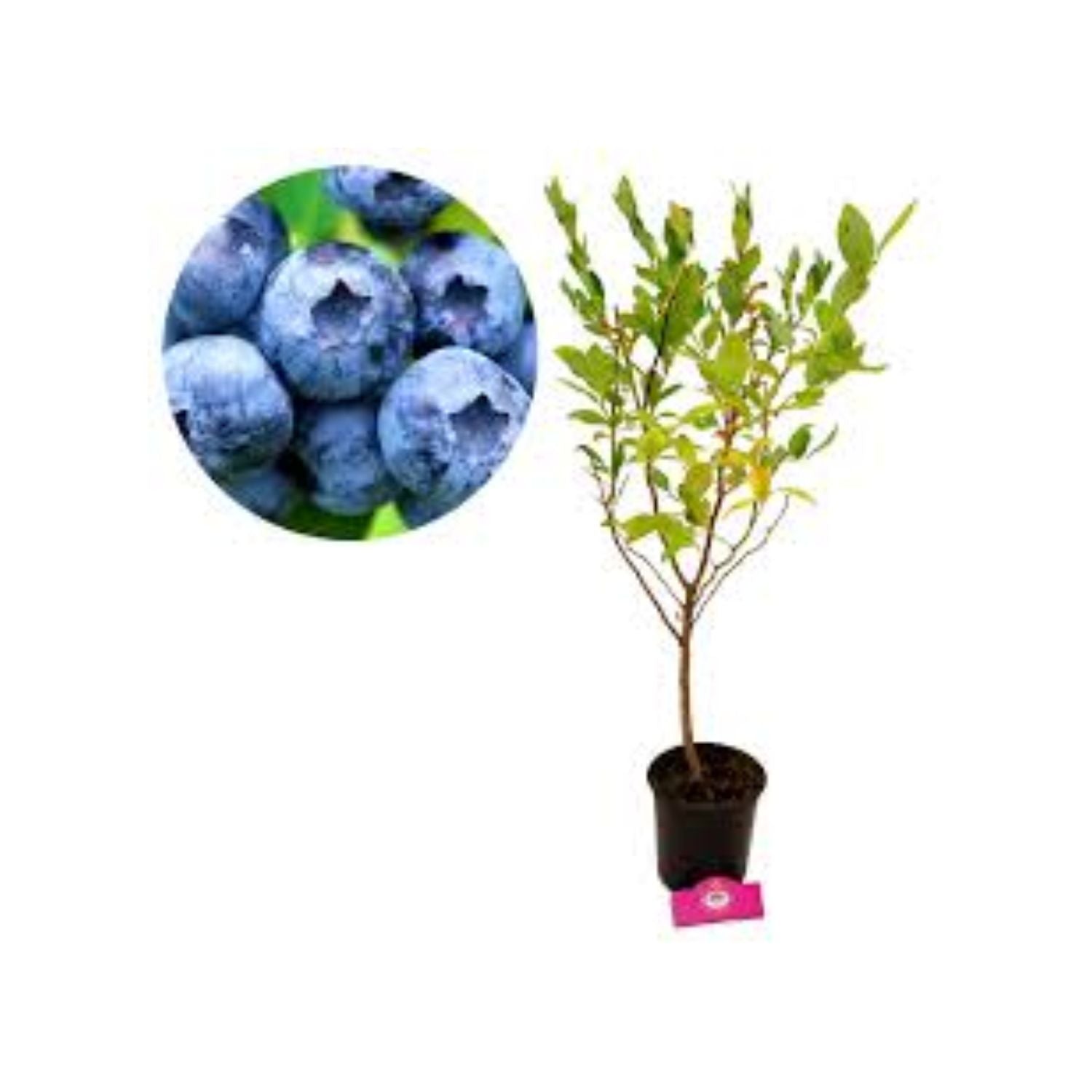 Vaccinium corymbosum 'Duke' - #1