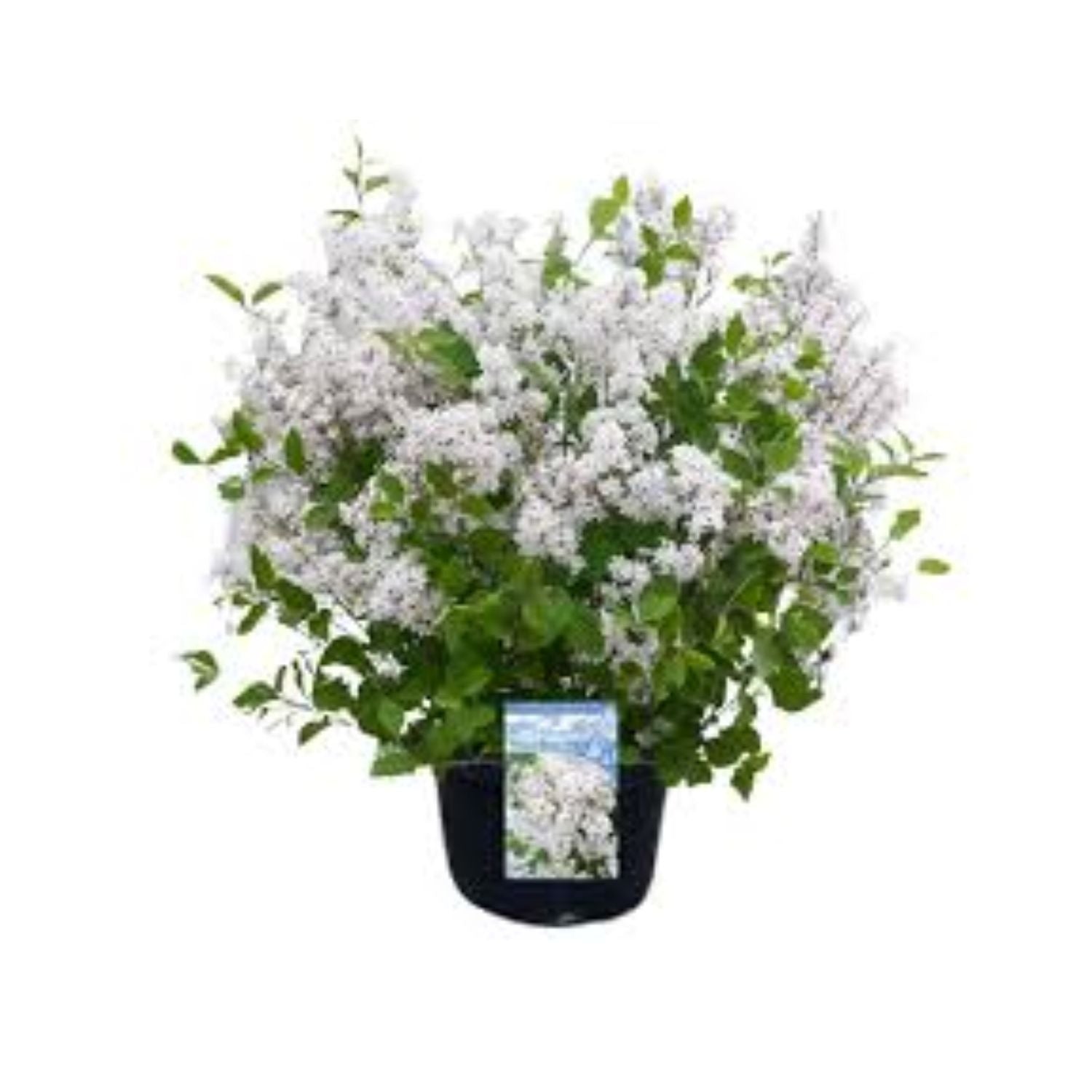 Syringa meyeri Flowerfesta® White - #1