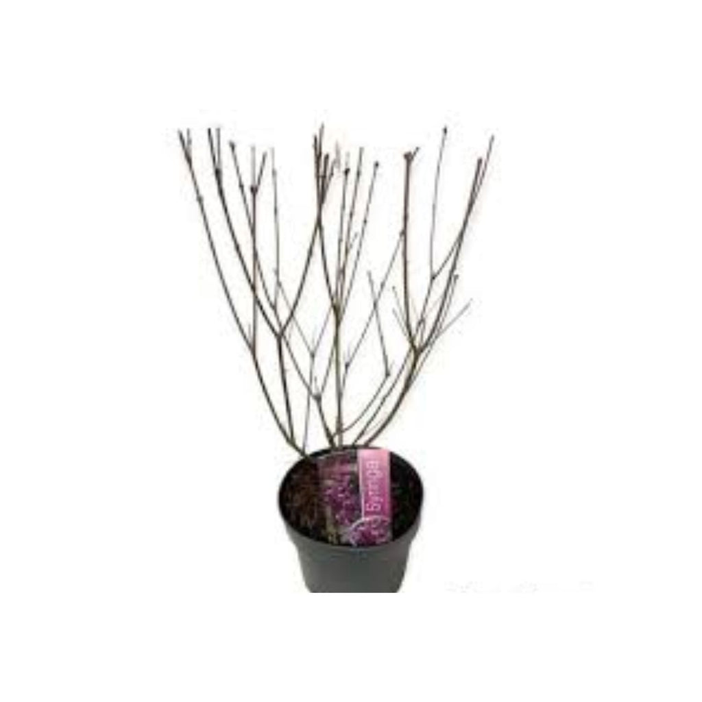 Syringa meyeri Flowerfesta® Purple - #1