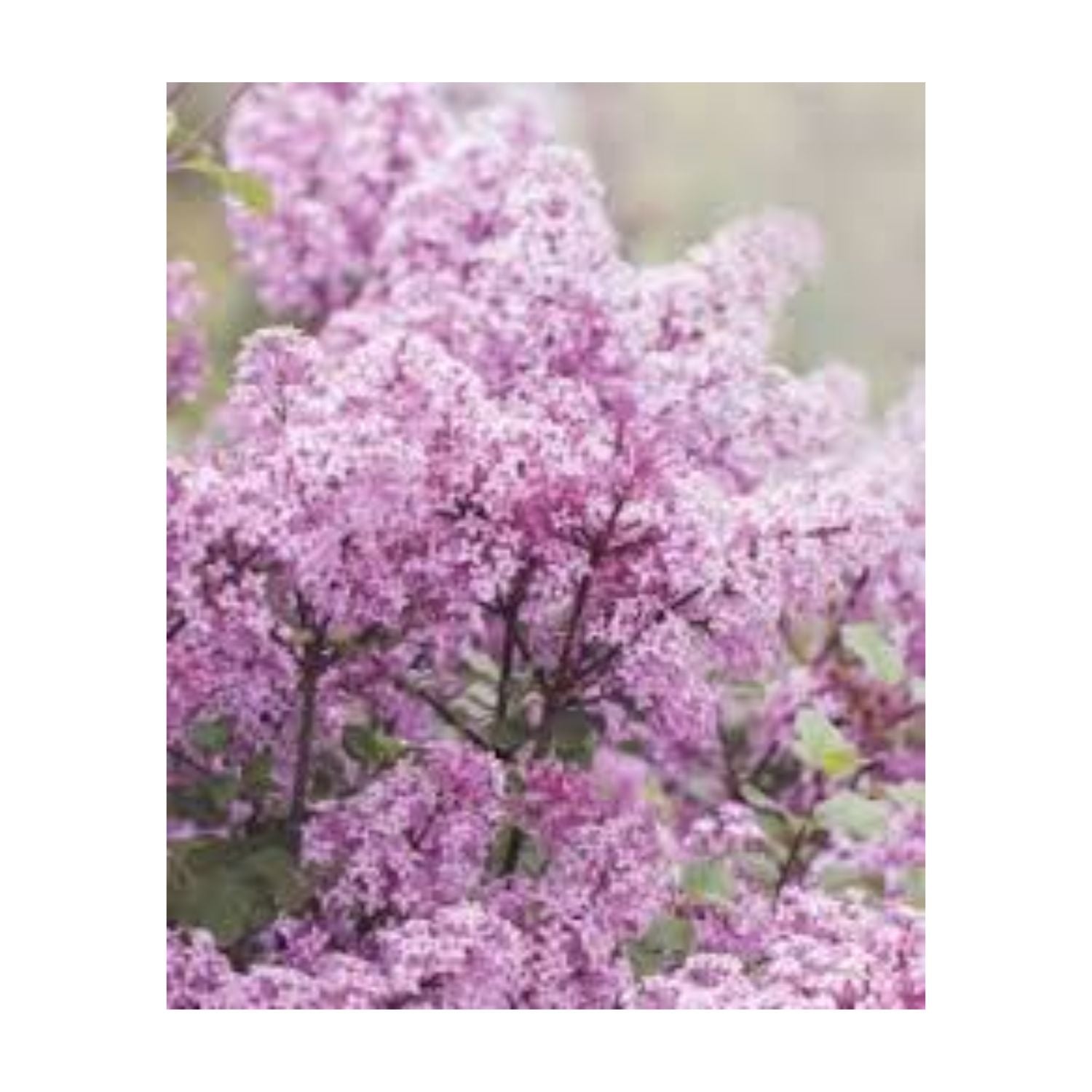 Syringa meyeri Flowerfesta® Purple - #1