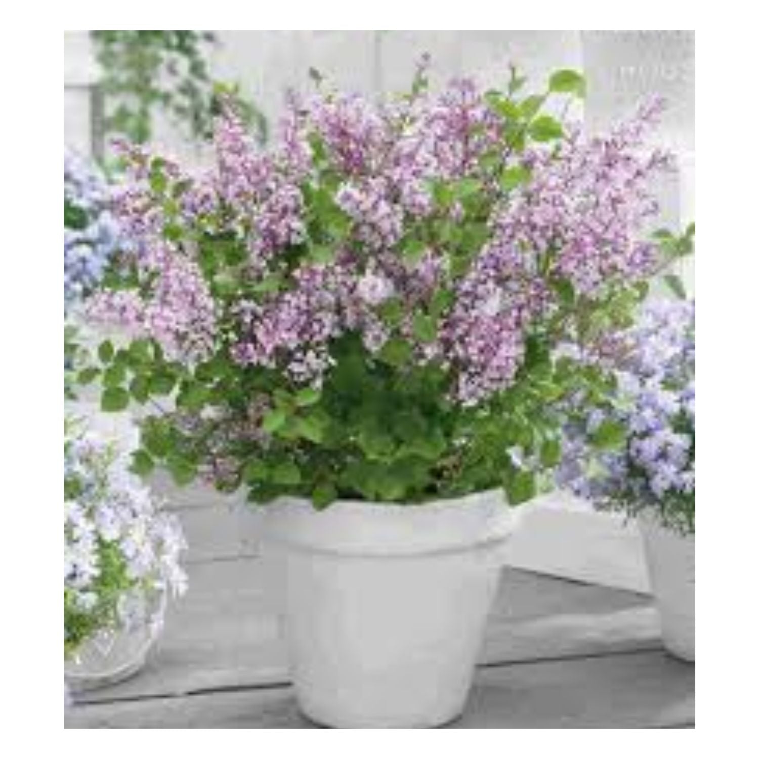 Syringa meyeri Flowerfesta® Purple - #5
