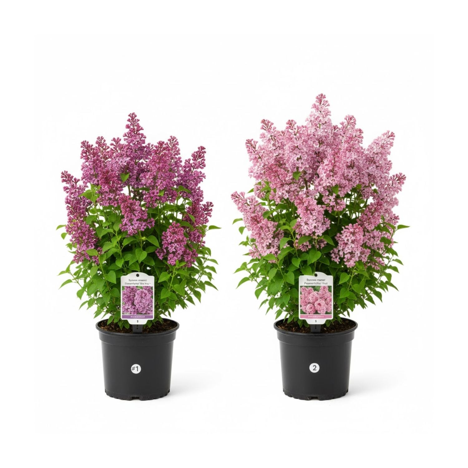 Syringa meyeri Flowerfesta® Pink - #2