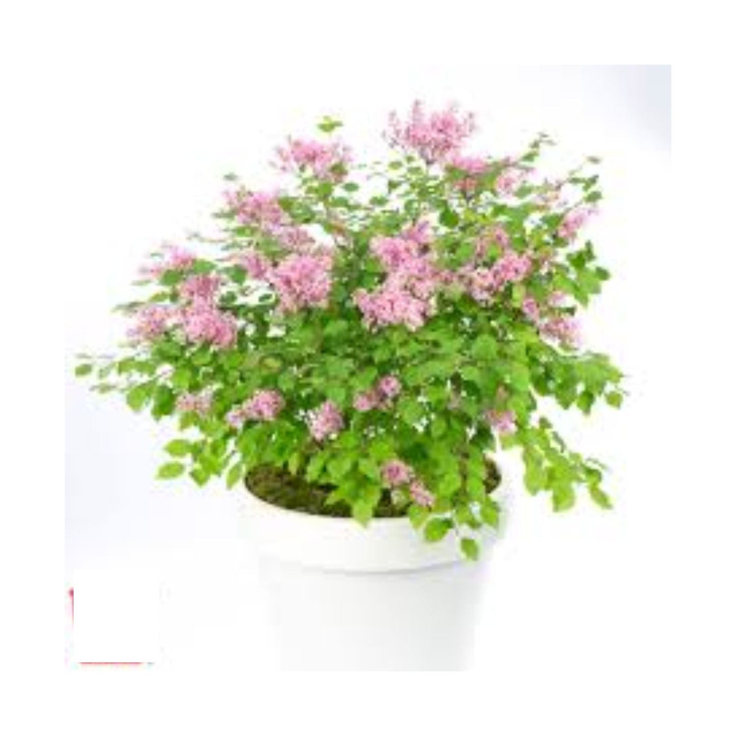 Syringa meyeri Flowerfesta® Pink - #10 (Standard)