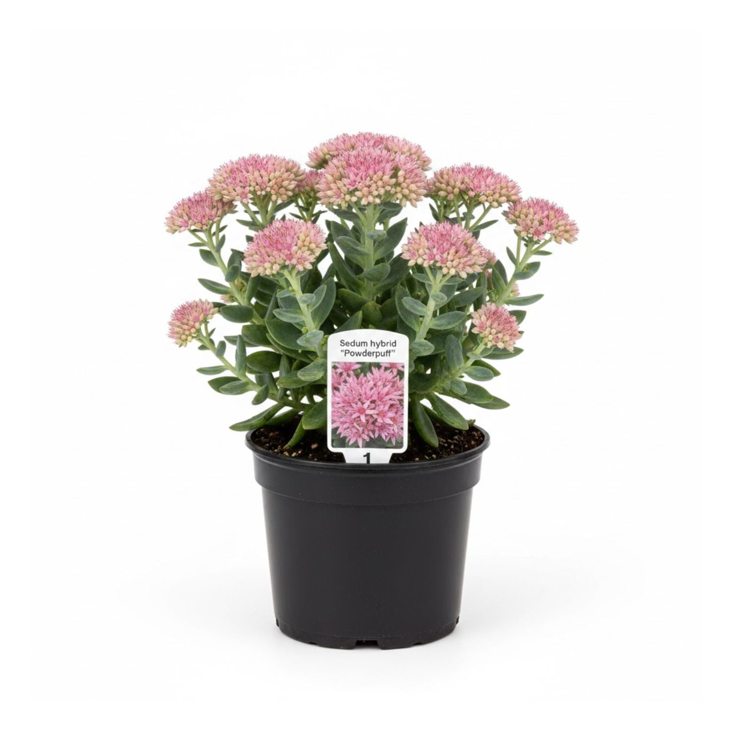 Sedum hybrid 'Powderpuff' - #1