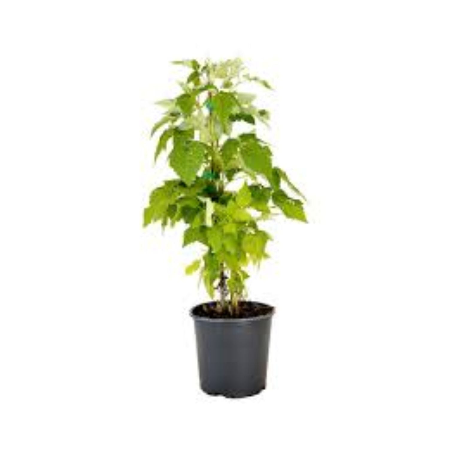 Raspberry 'Meeker' - #1