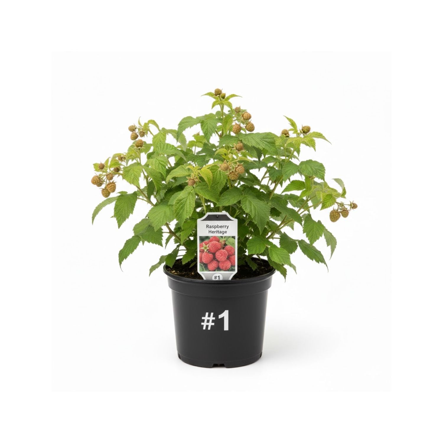 Raspberry 'Heritage' - #1