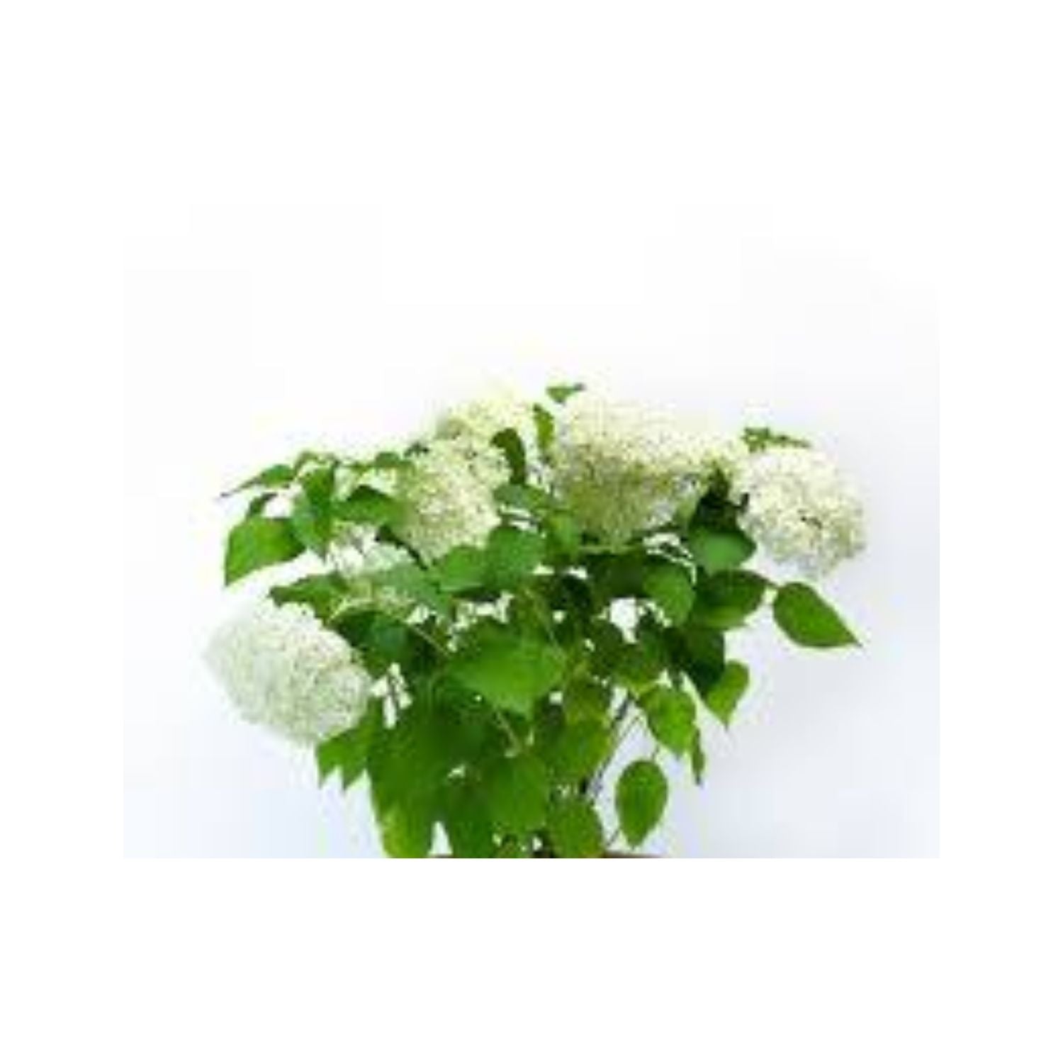 Hydrangea arborescens 'Annabelle' - #1