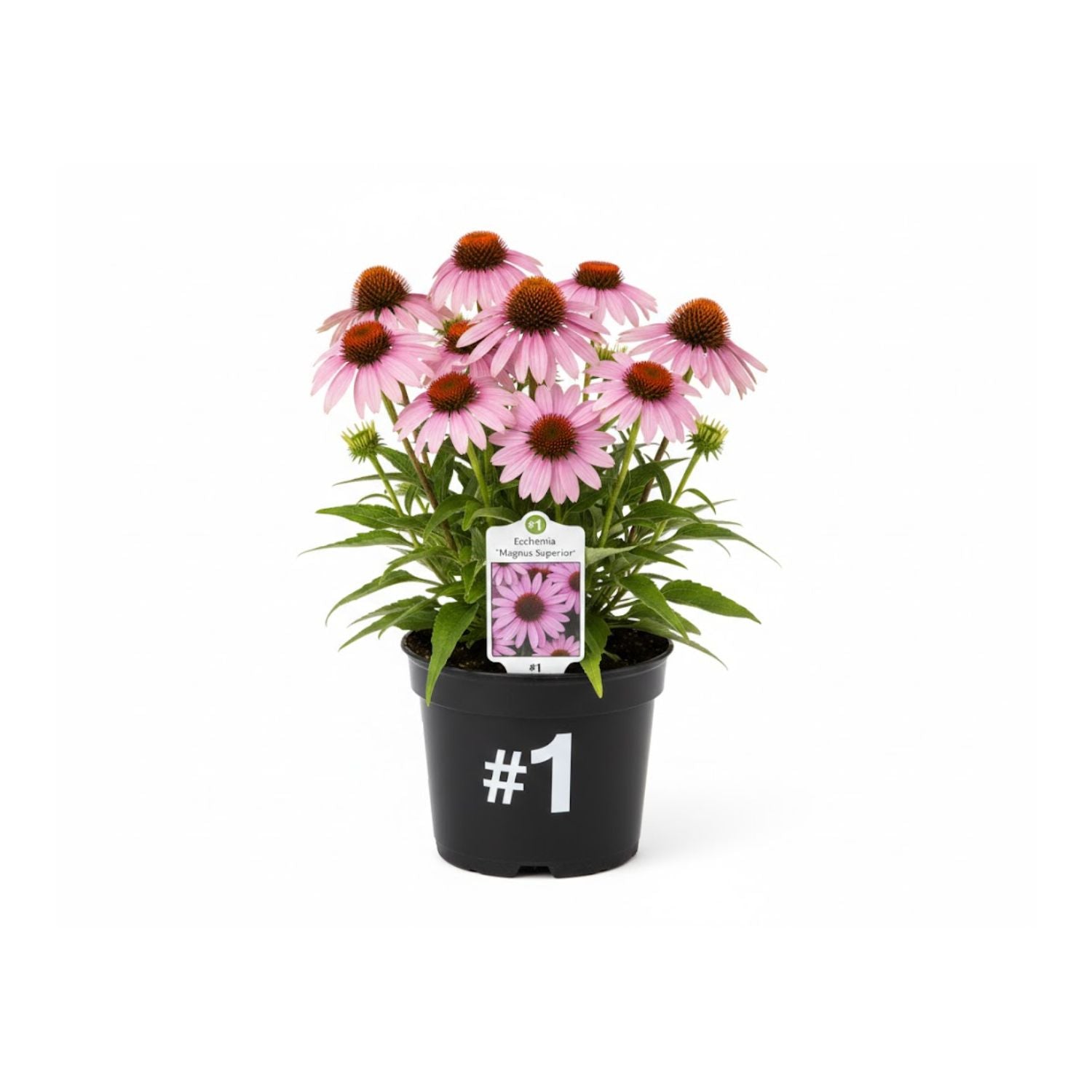 Echinacea purpurea 'Magnus Superior' - #1