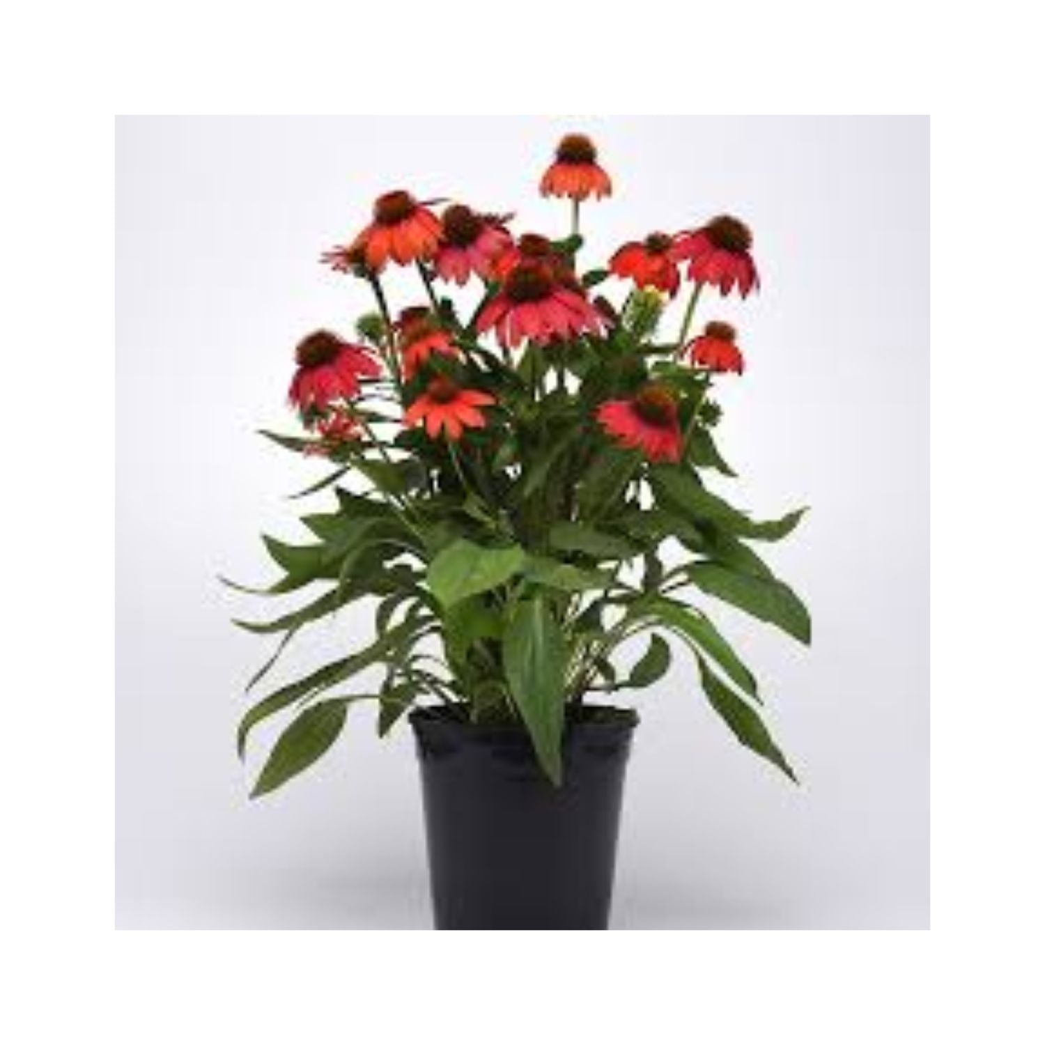 Echinacea hybrid 'Tweety' Red - #1