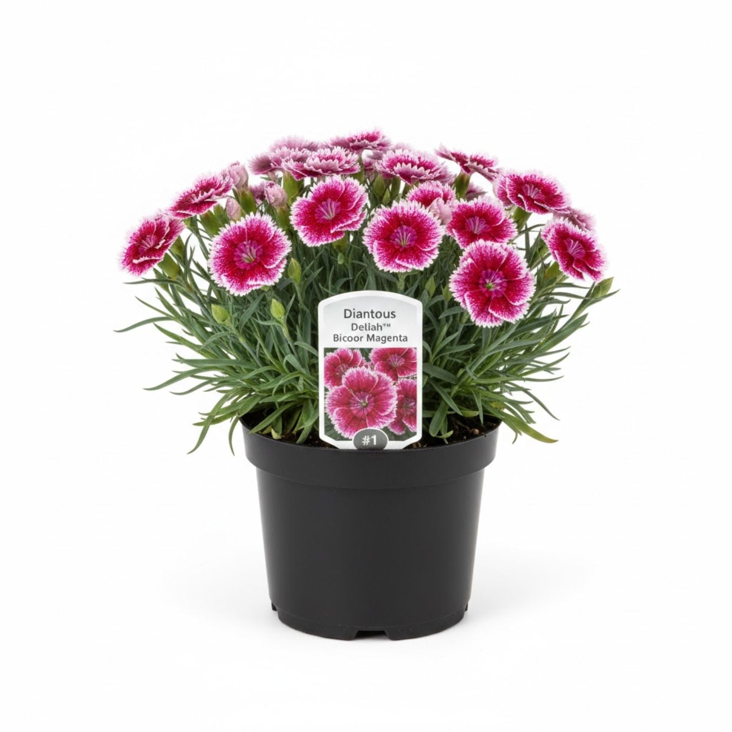 Dianthus plumaris Delilah™ Bicolor Magenta - #1