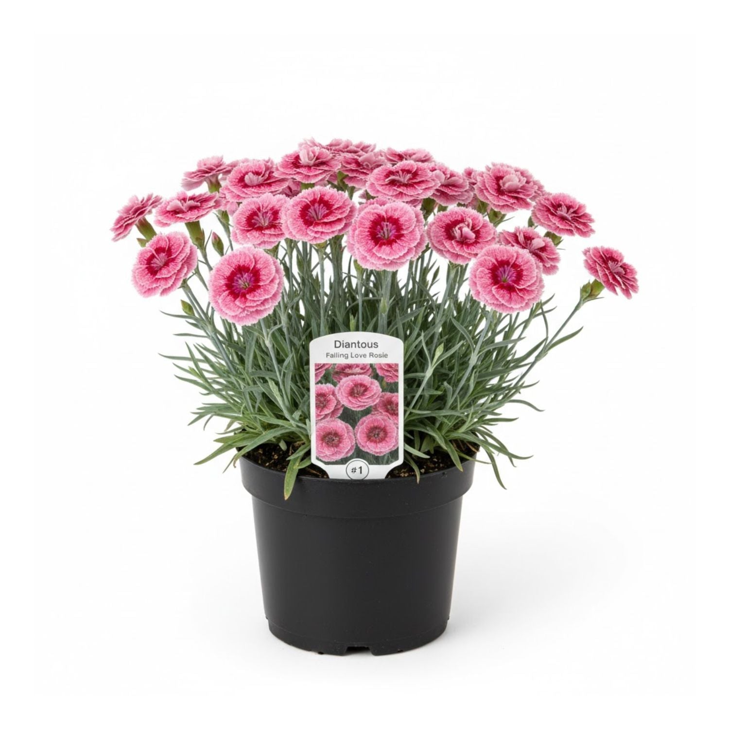 Dianthus hybrid Falling in Love Rosie - #1