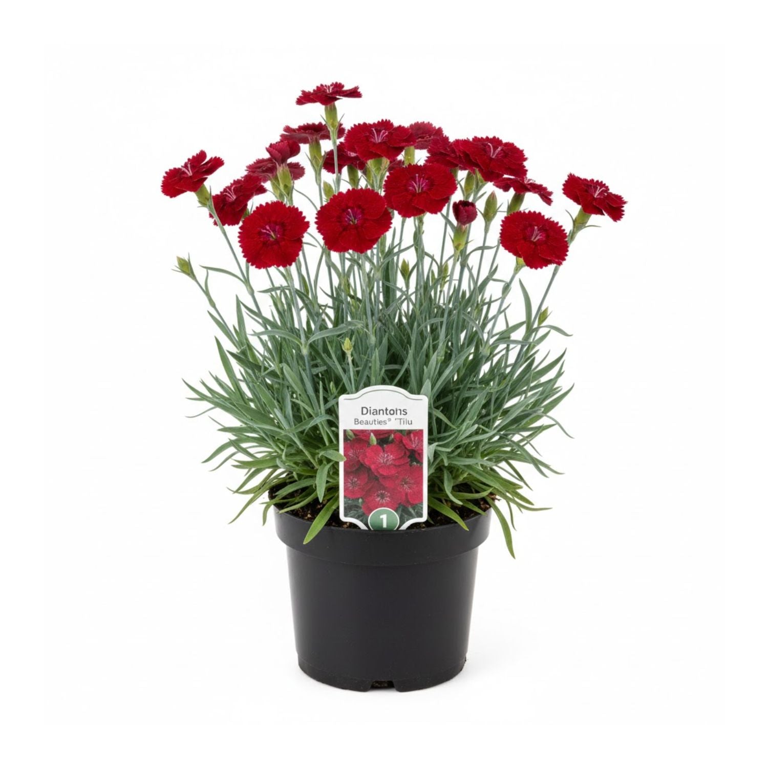 Dianthus hybrid Beauties® 'Tiiu' - #1